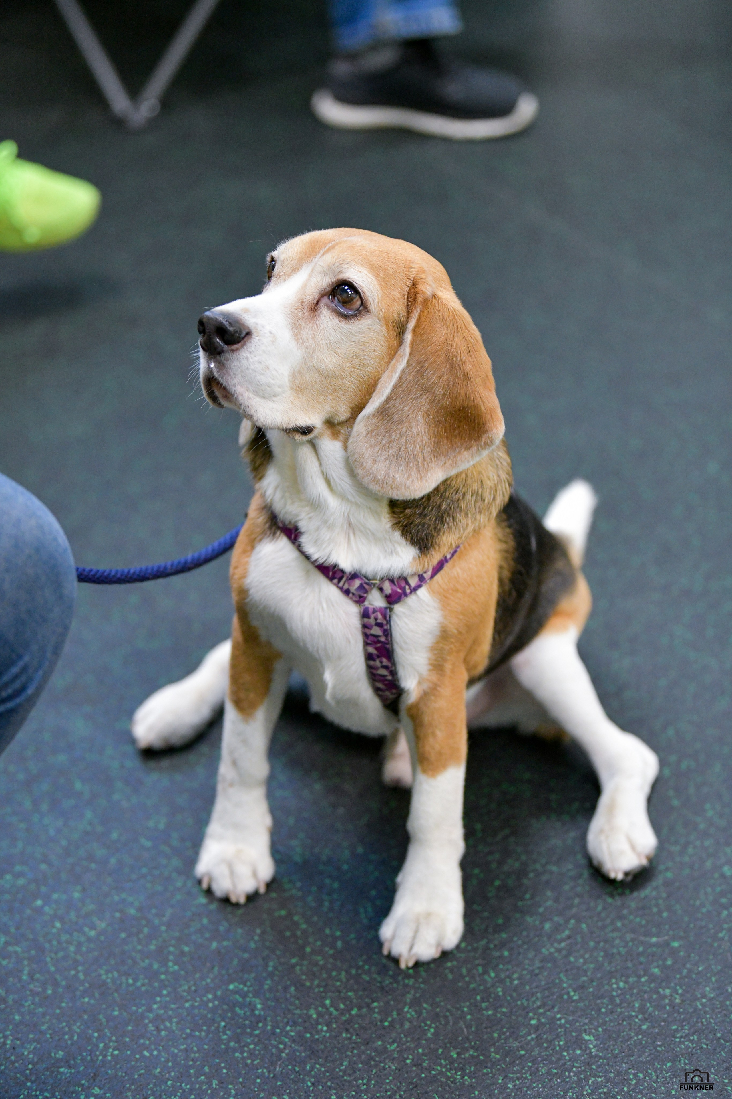 Кинологический клуб «Бодрый хвост». Свой взгляд через объектив