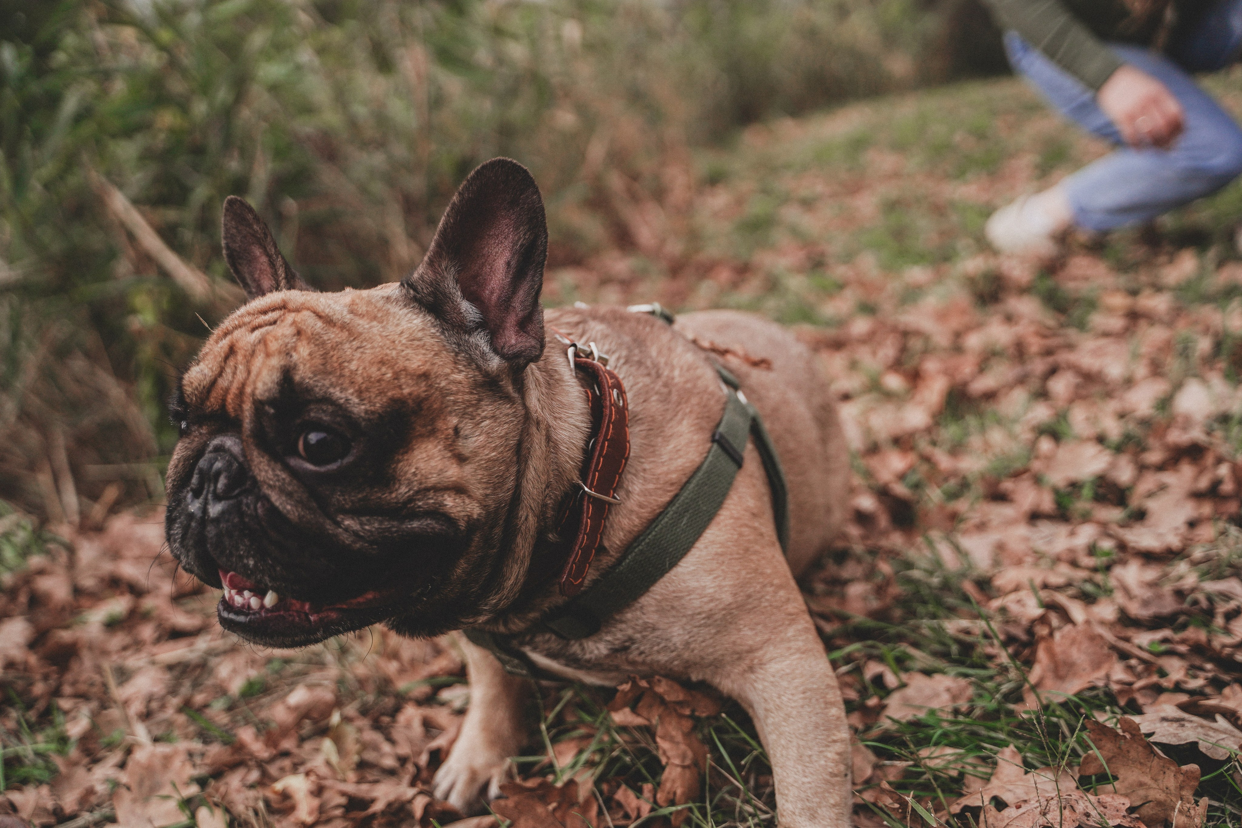 Фотосессия с собакой в Солнечном острове. Семейный и женский фотограф в Краснодаре Анастасия Приймак