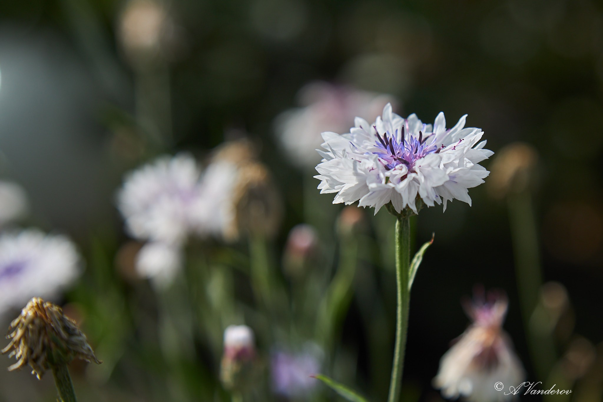 Село Савкино Баганского района Новосибирской области. Фотограф Омск | Александр Вандеров