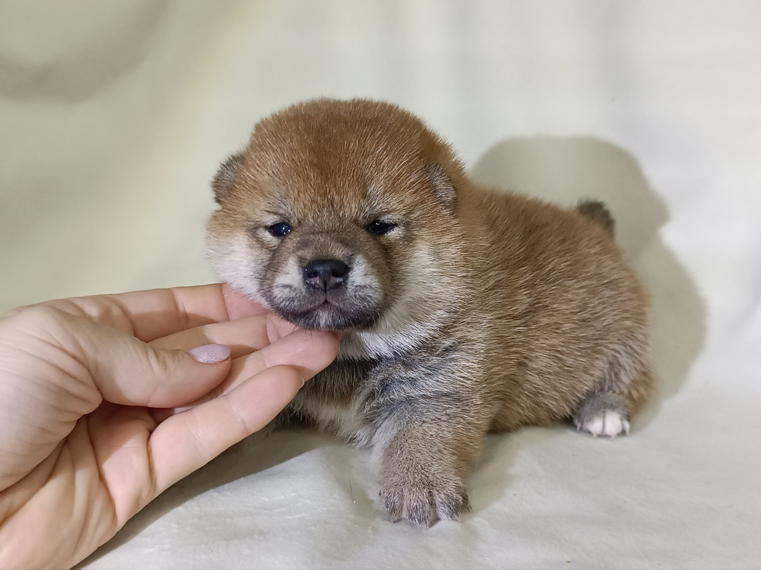 сиба питомник Рубилайт щенки на продажу rubylight  сиба щенки купить СПб Санкт-Петербург 