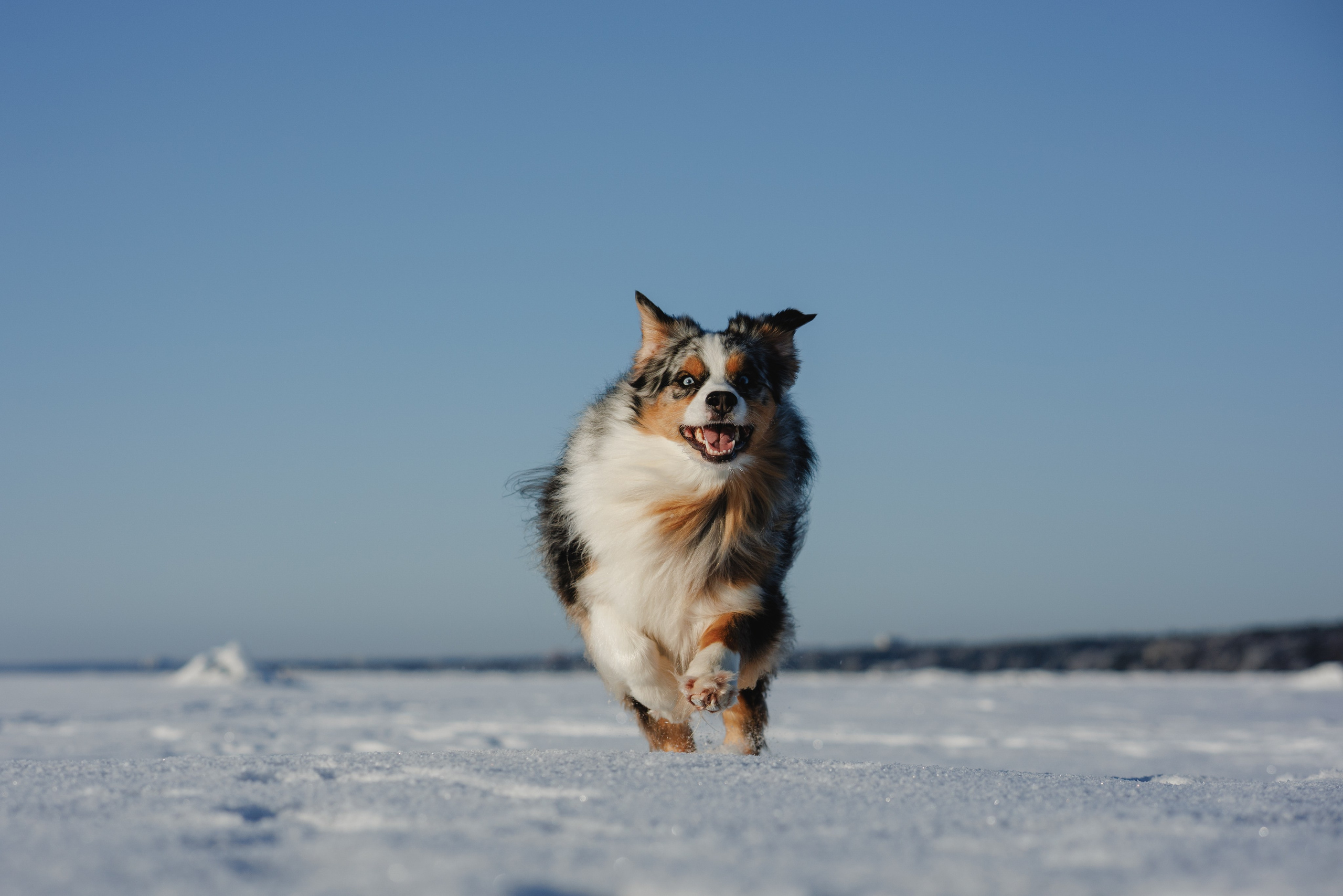 Константин и Локи. Фотограф в Санкт-Петербурге Алёна Губинская