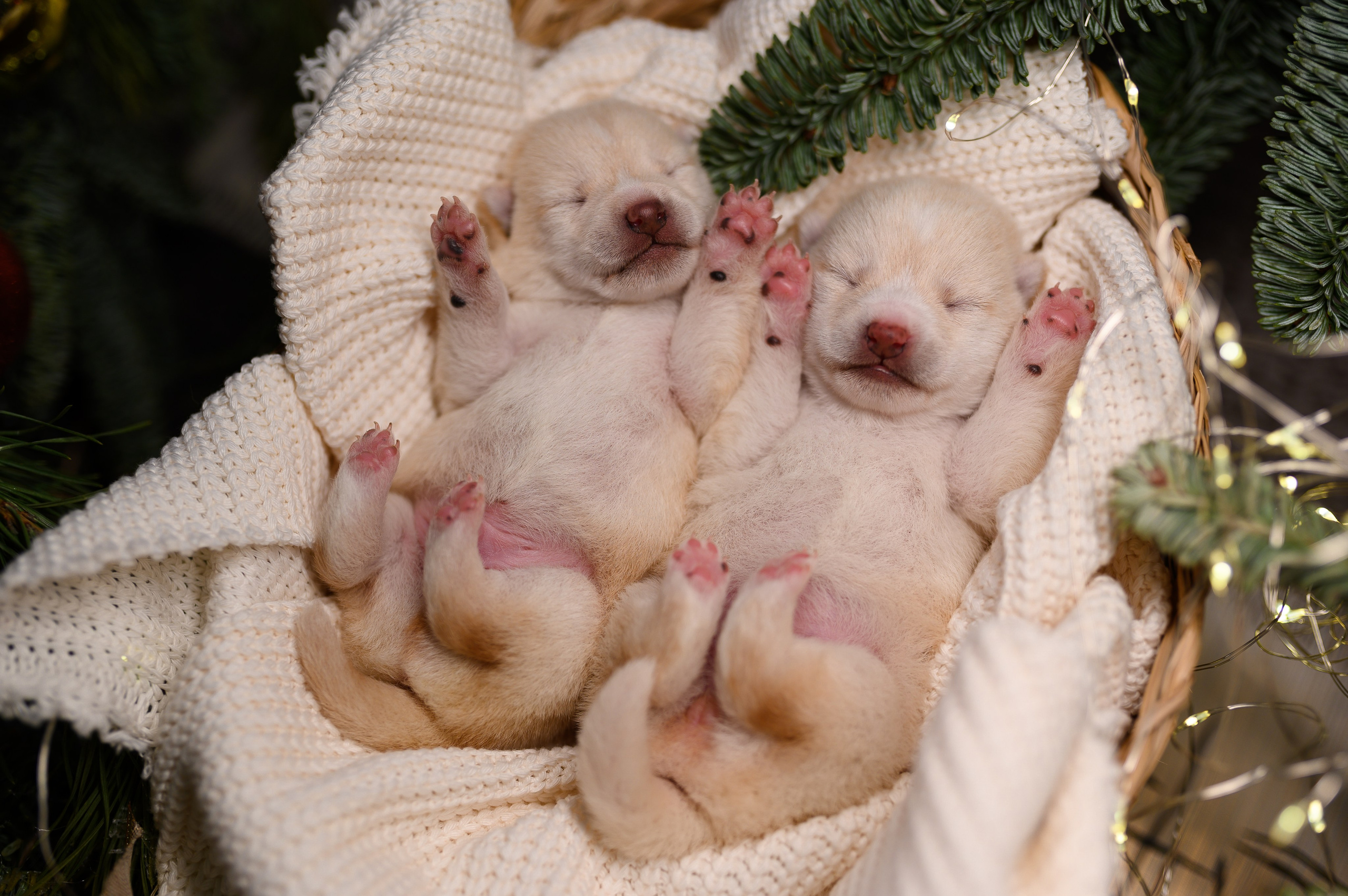 Мамесиба. Фотограф анималист в Москве Ольга Агушева