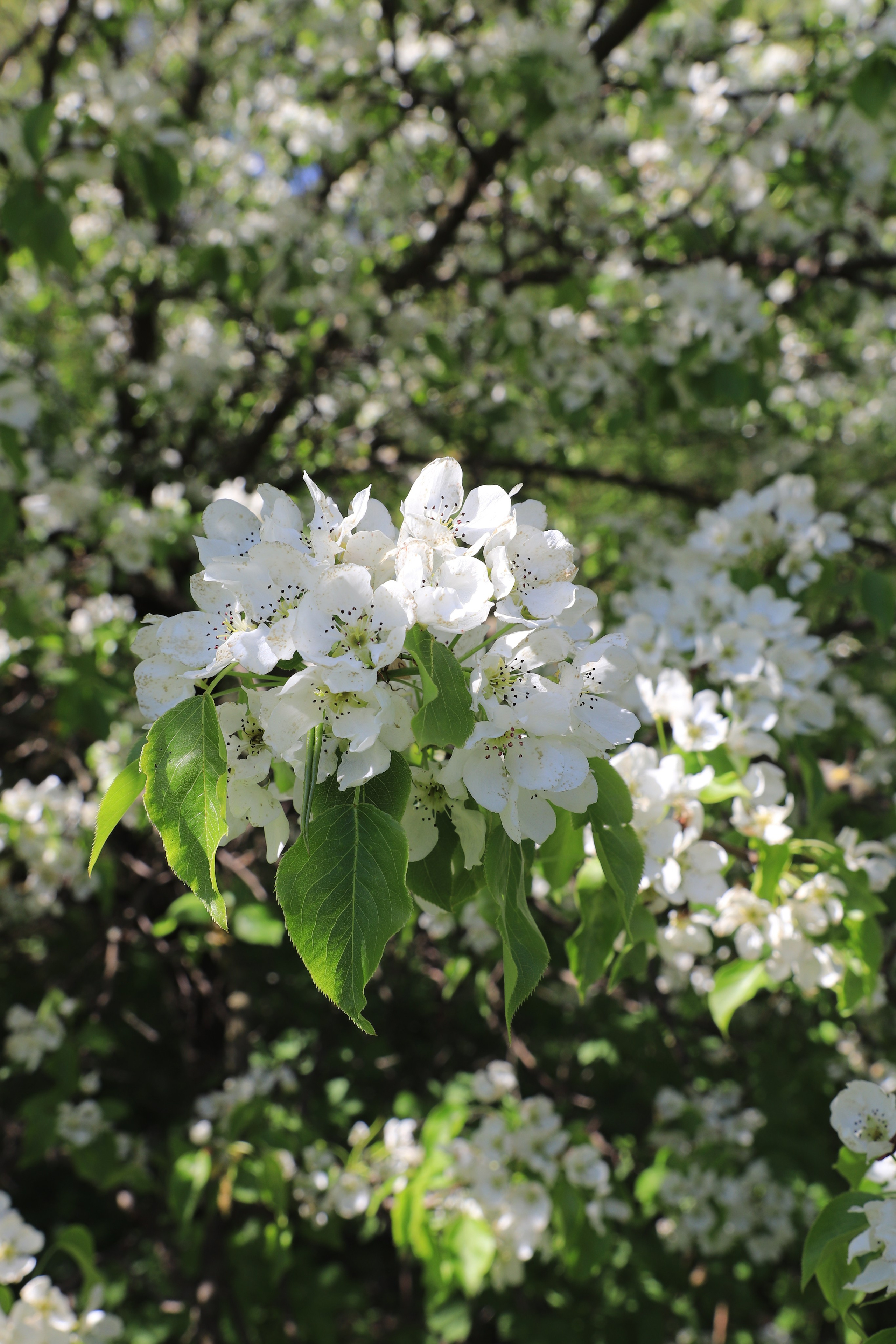 Фотограф Мария Алексеева. Мария Алексеева. Фотограф в Москве