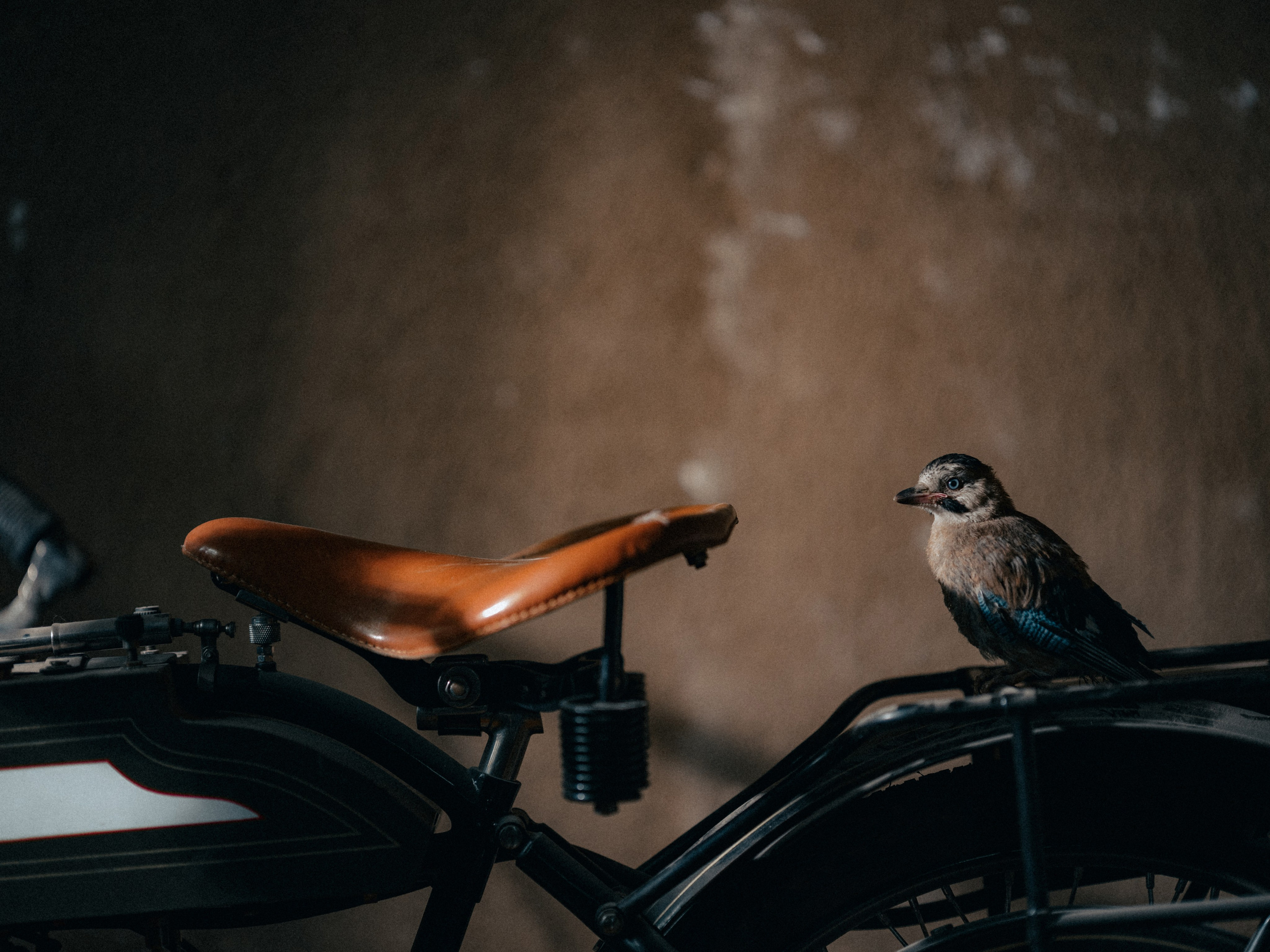 Съемка мотоцикла 1908 года производства для частной коллекции. Фотограф Олег Сотник