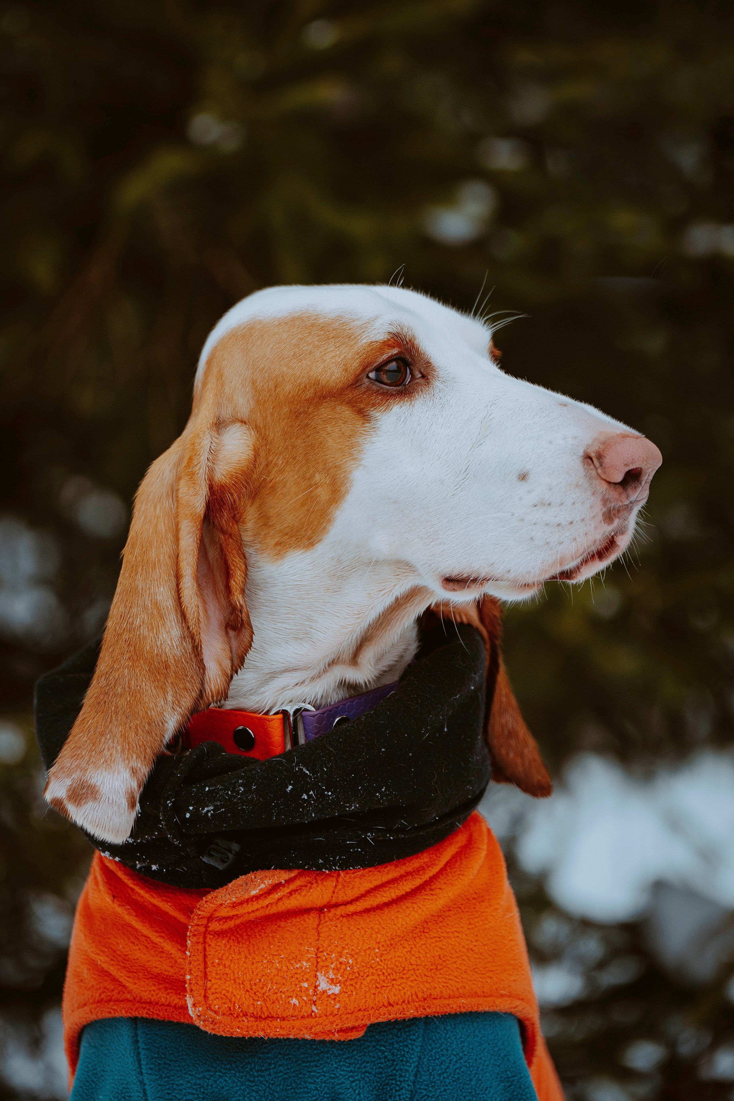 Ольга, Рора и Румпель. Фотограф анималист в Спб недорого Олеся Майорова