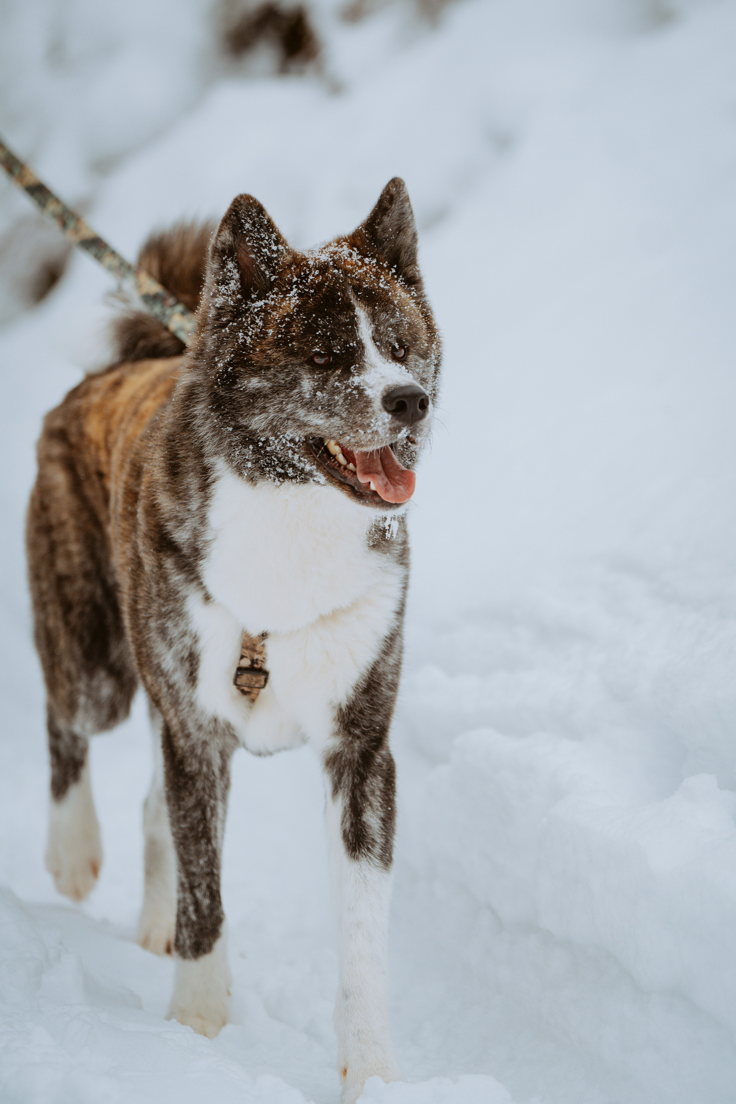 Дог трекинг. Фотограф анималист в Спб недорого Олеся Майорова