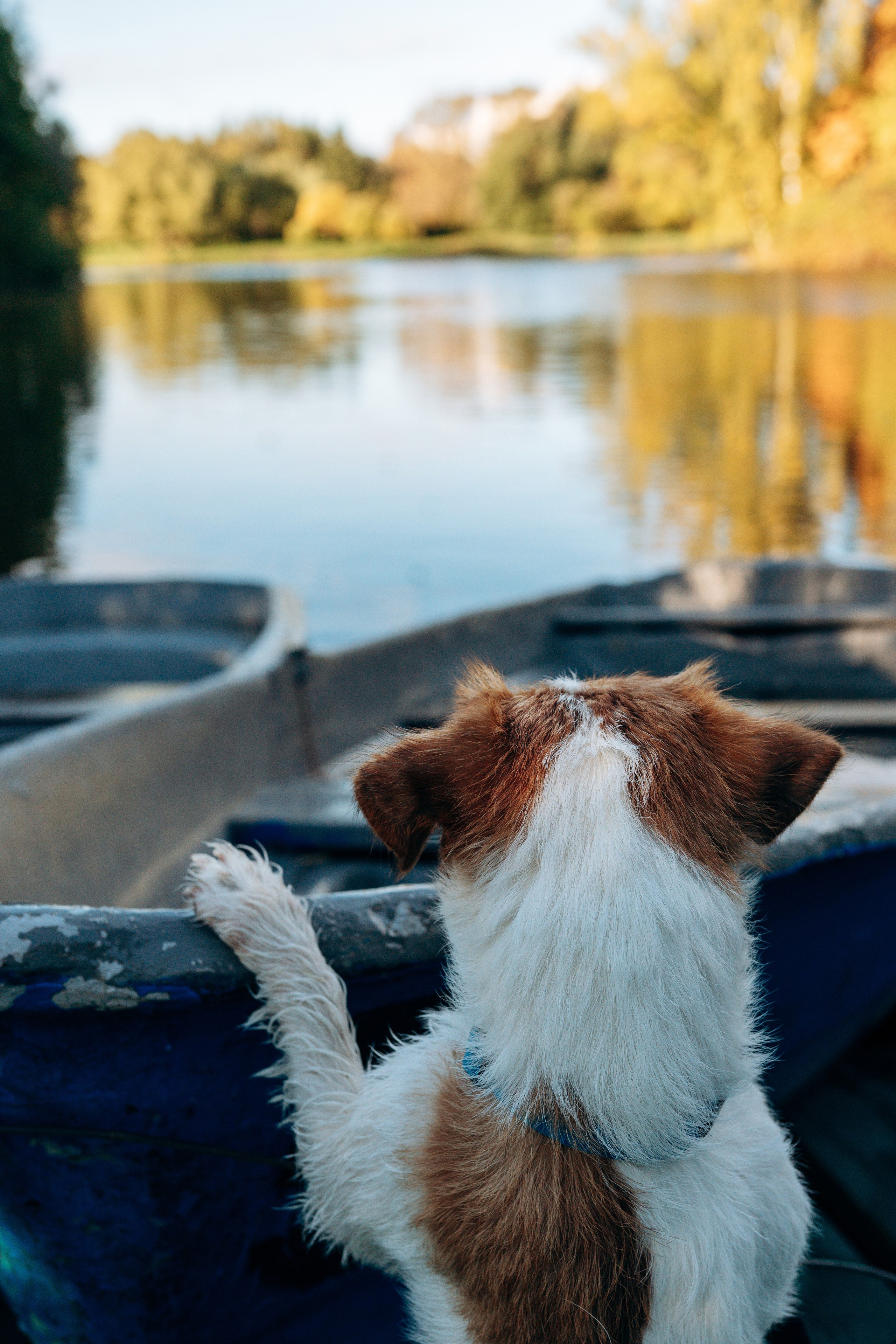 Фотосессия с маленькой собакой Спб. Фотограф анималист в Спб недорого Олеся Майорова