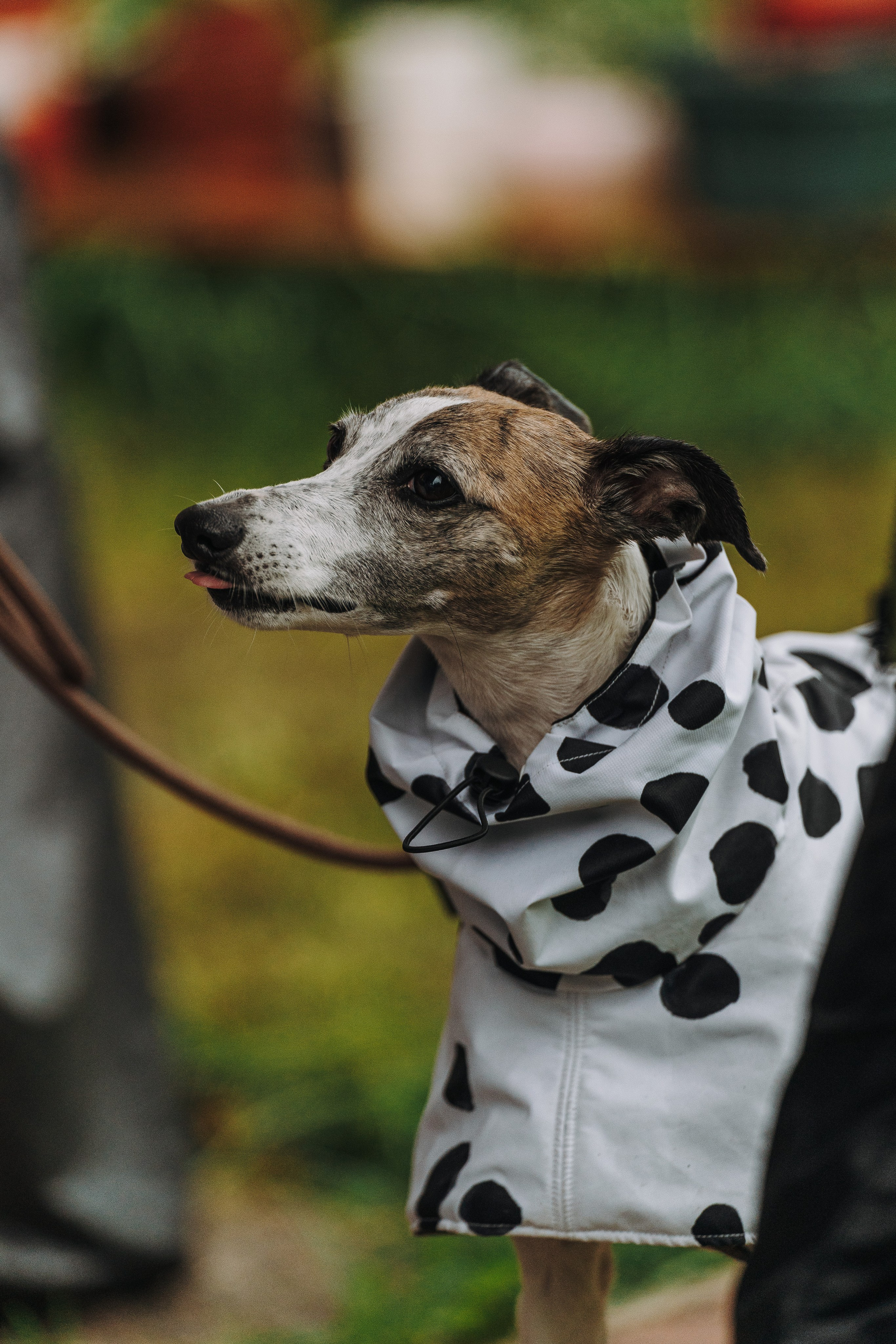 Соревнования по ноузворку в Новожилово. Фотограф анималист в Спб недорого Олеся Майорова