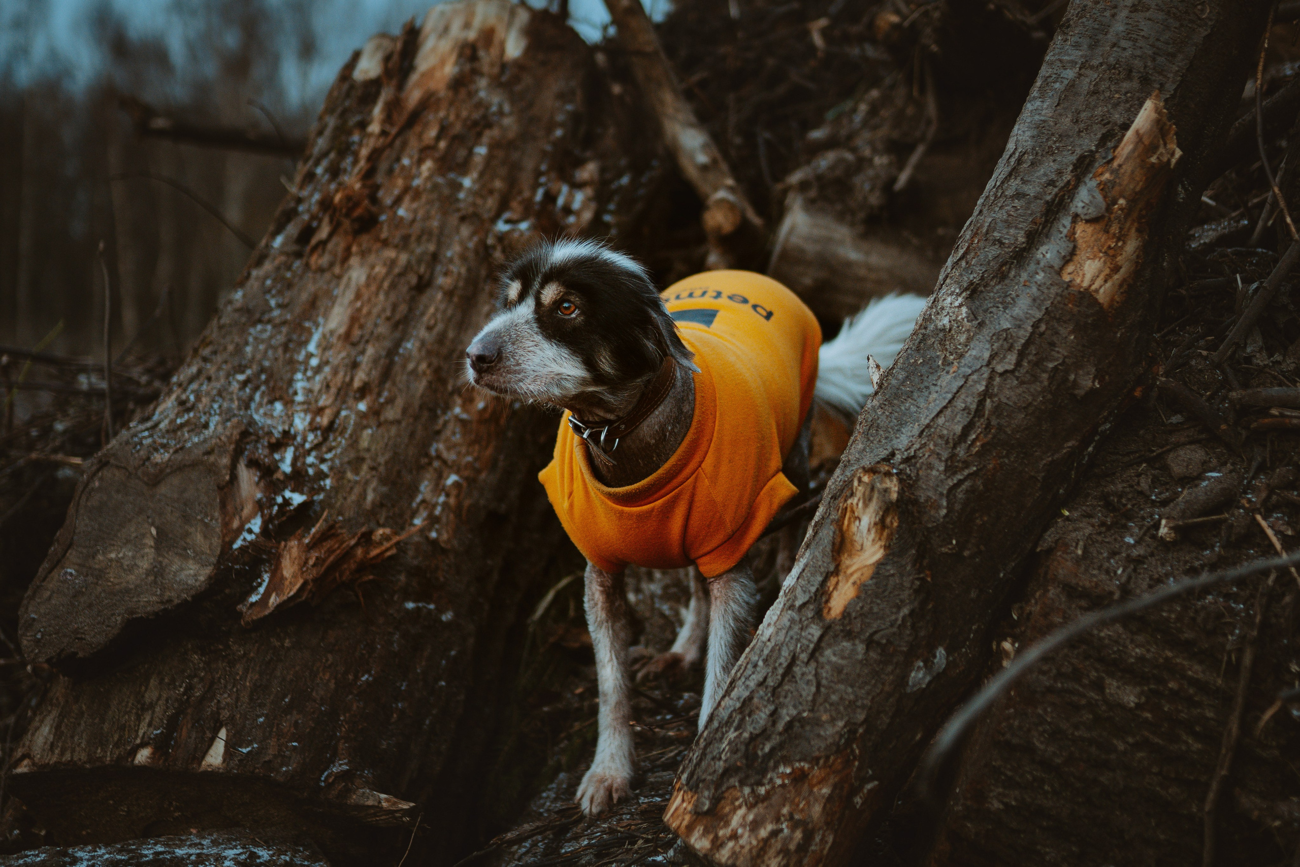 Творческая фотосессия фотографа анималиста. Фотограф анималист в Спб недорого Олеся Майорова