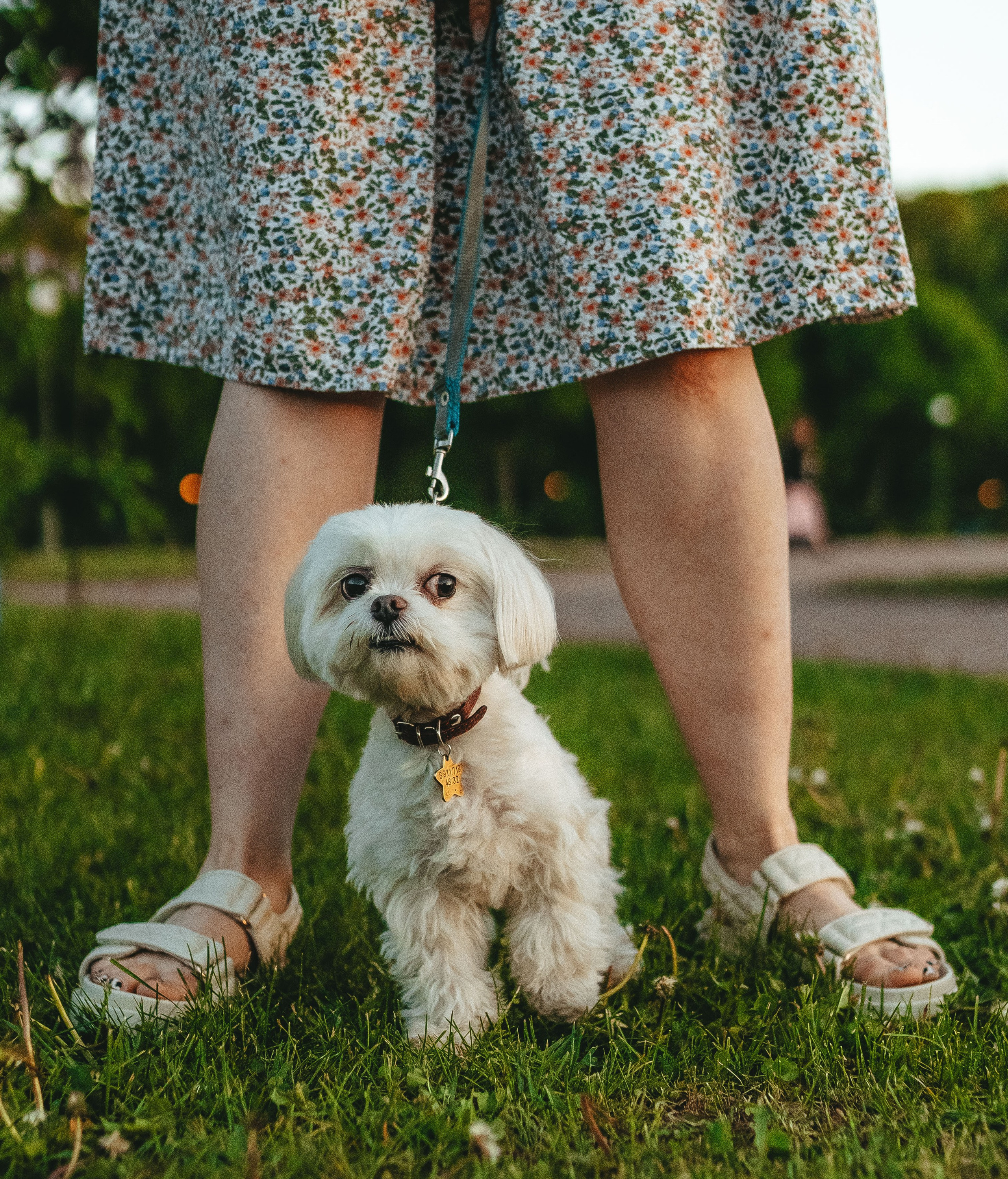 Фотосессия с питомцем в центре Санкт-Петербурга. Фотограф анималист в Спб недорого Олеся Майорова