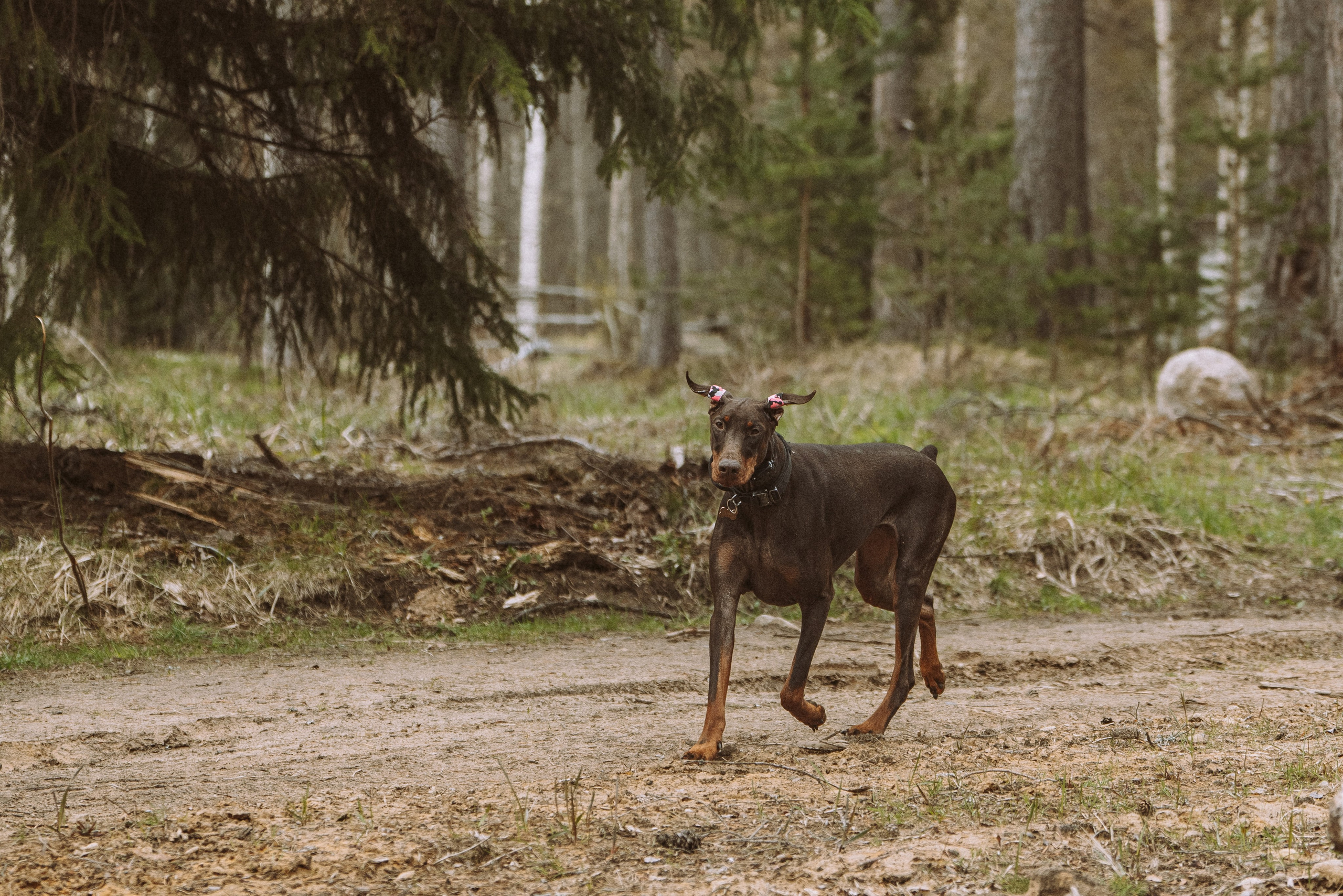 Дог трекинг к финскому хутору. Фотограф анималист в Спб недорого Олеся Майорова