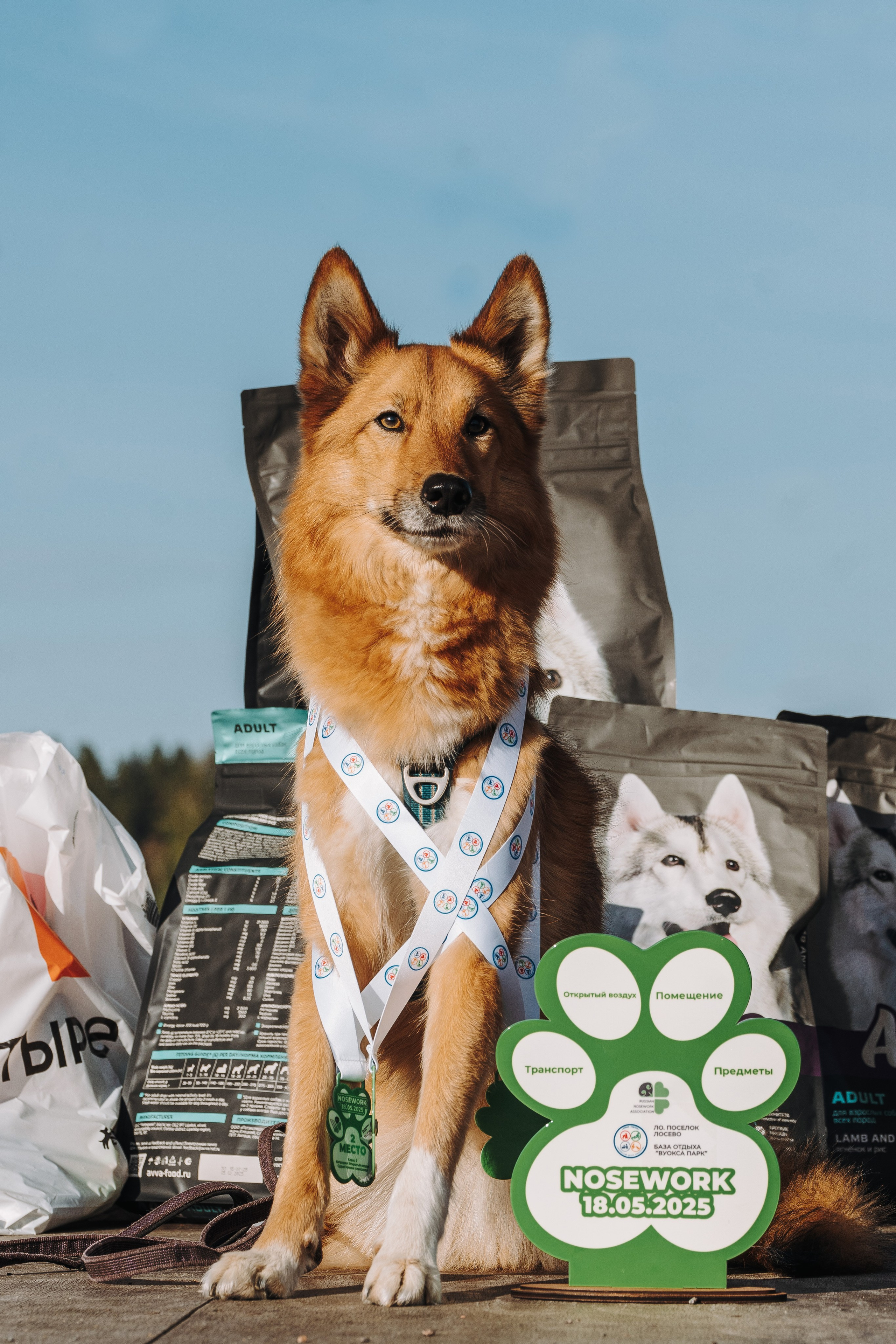 Соревнования по ноузворку в Лосево. Фотограф анималист в Спб недорого Олеся Майорова