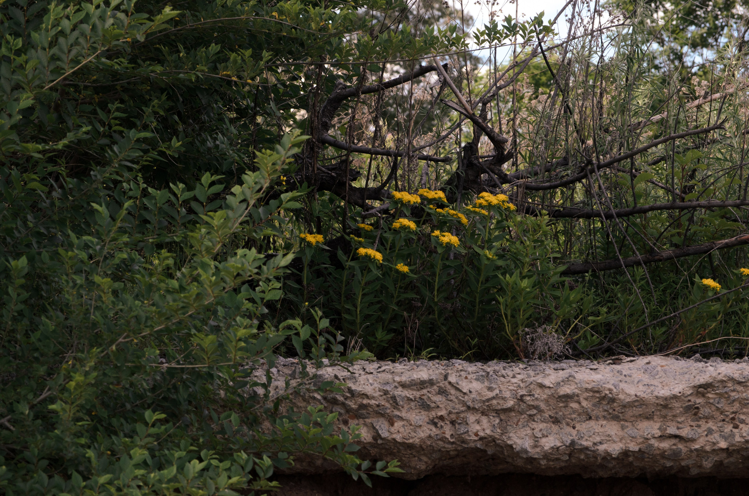 Мой ДВ. Колентеева Наталья/фотограф