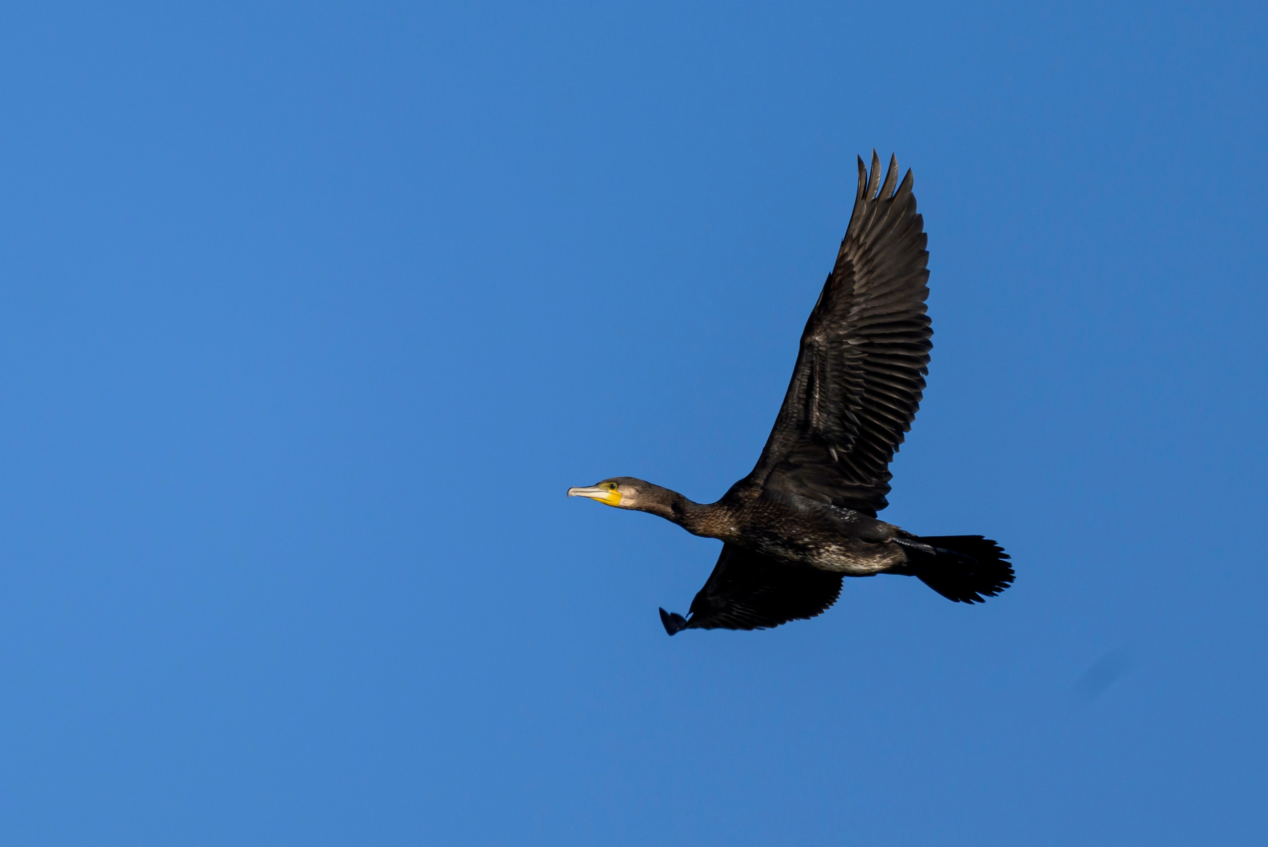 Бакланы и орлан-белохвост. Cormorants and white-tailed eagle. Фотограф Сергей Пупонин