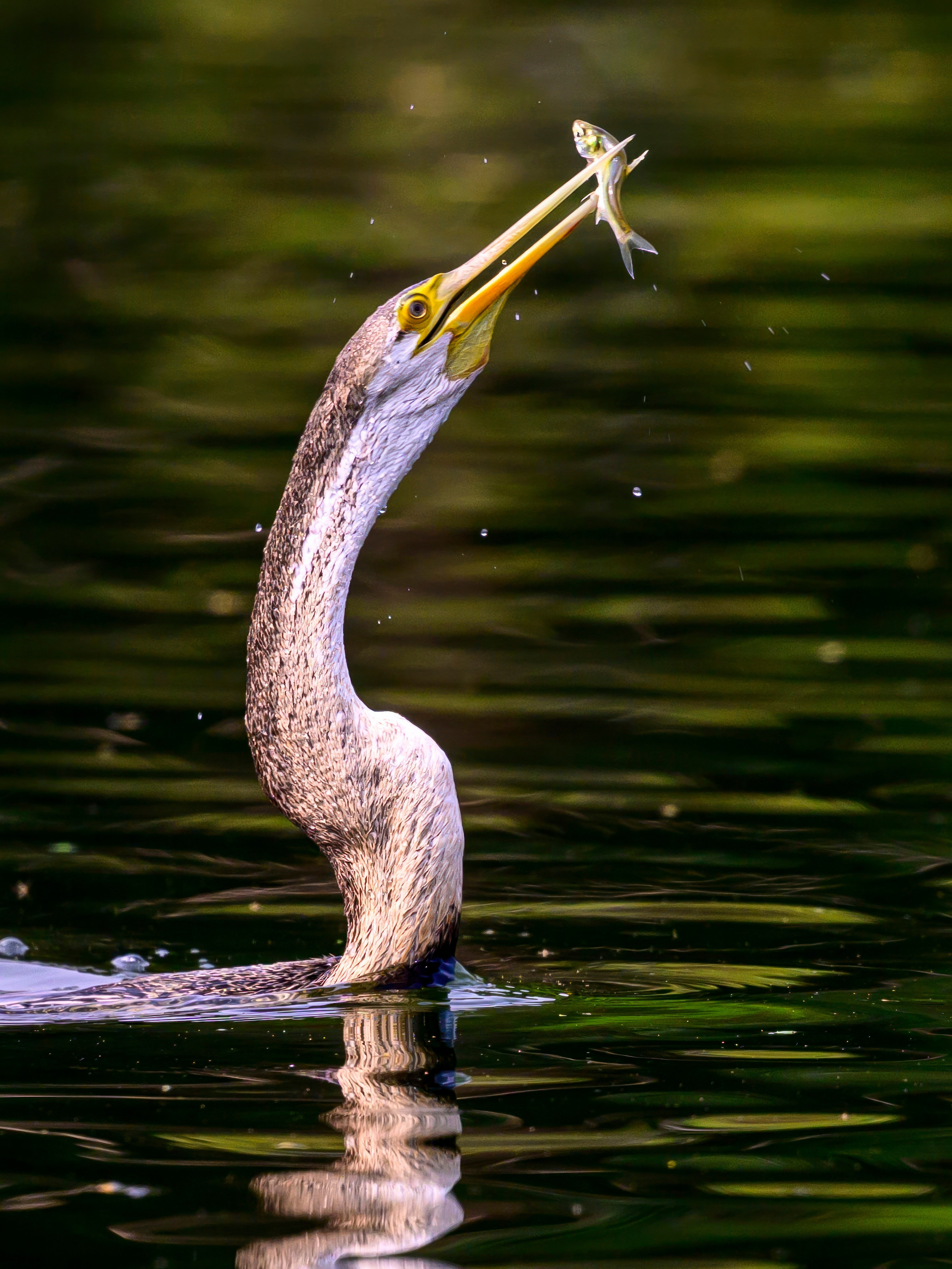 Раджастан, Индия. Wildlife photography by Sergey Puponin
