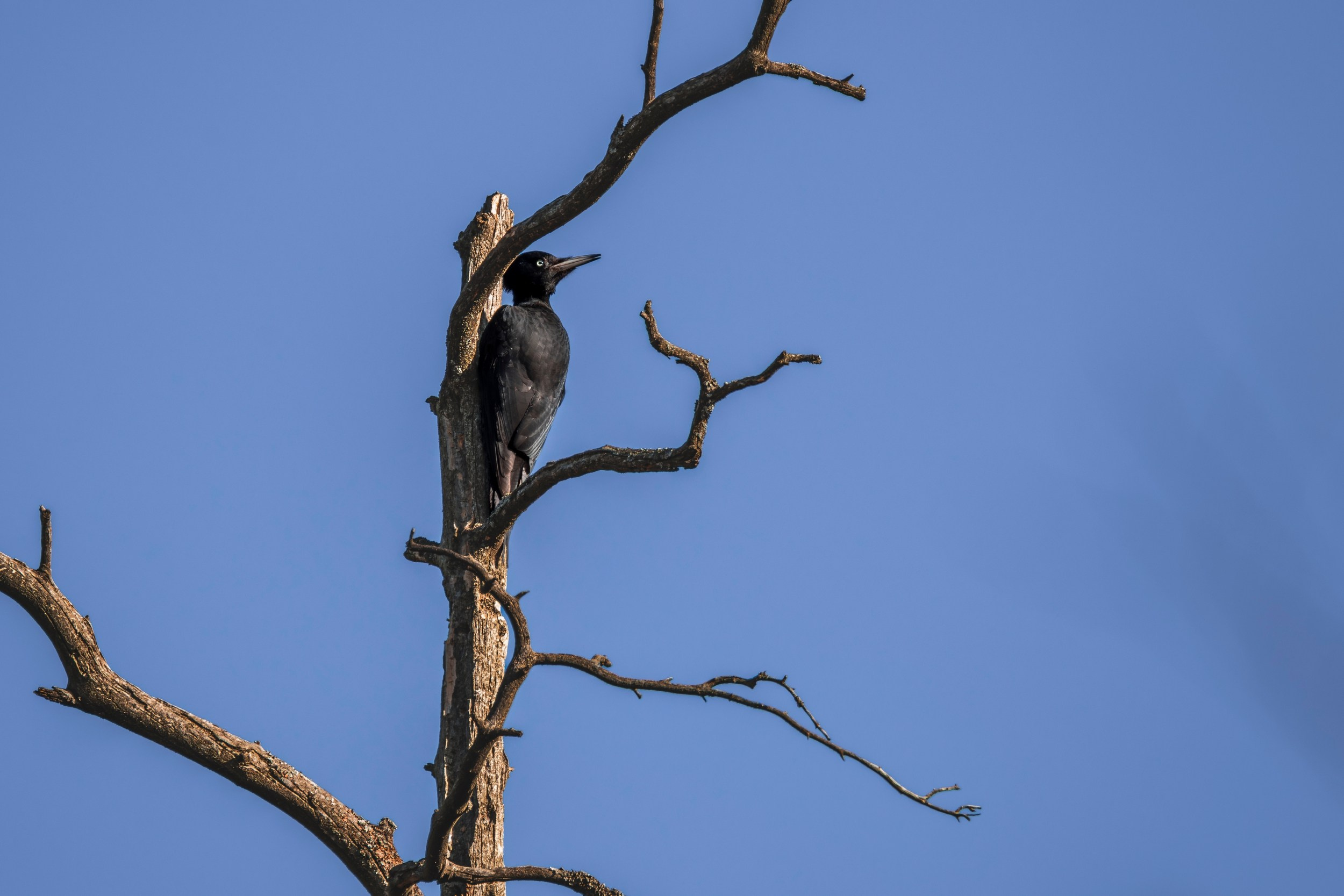 Сухое дерево и большой черный дятел желна
