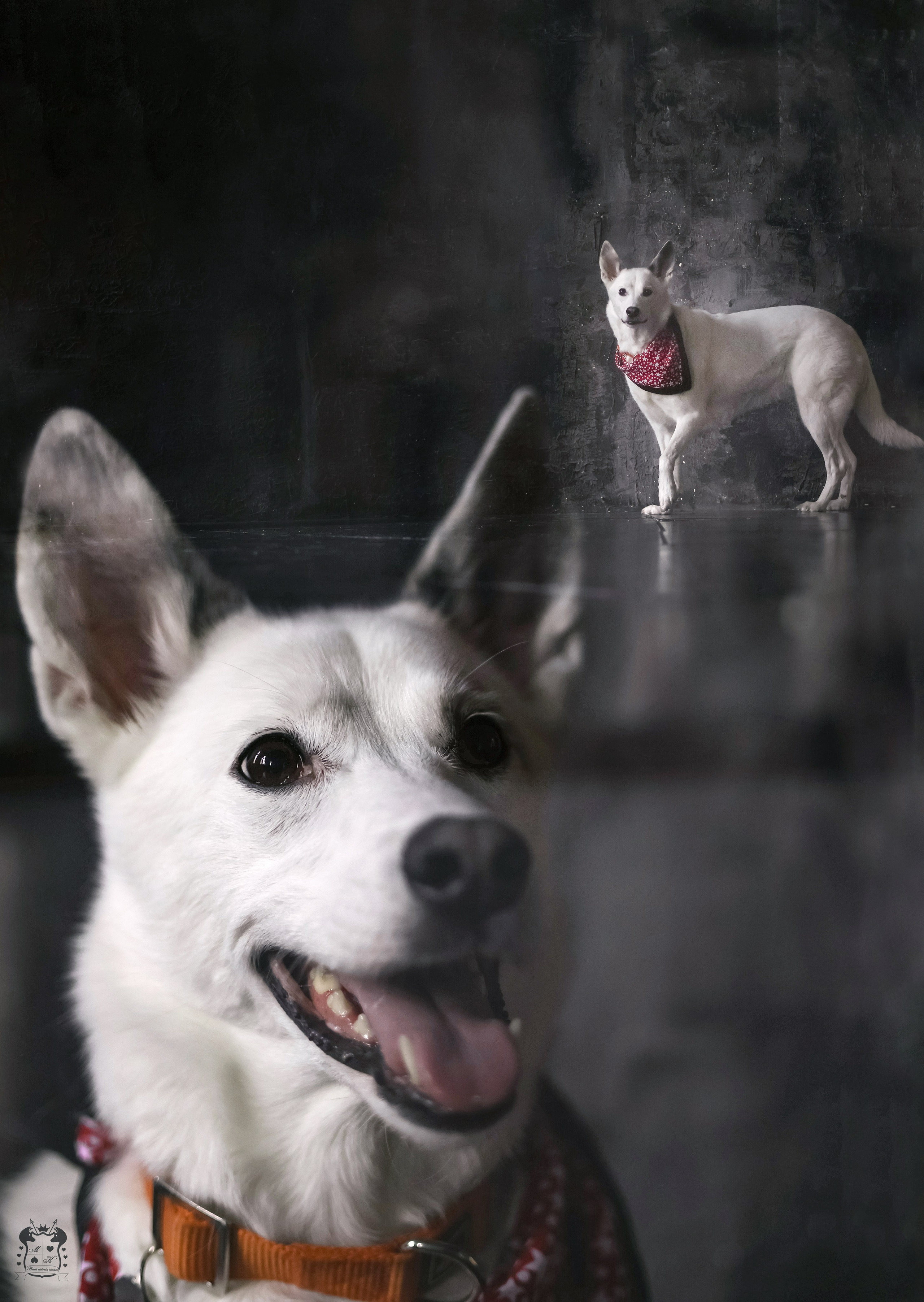 Портфолио. Фотограф-анималист в Екатеринбурге Марина Шишкина