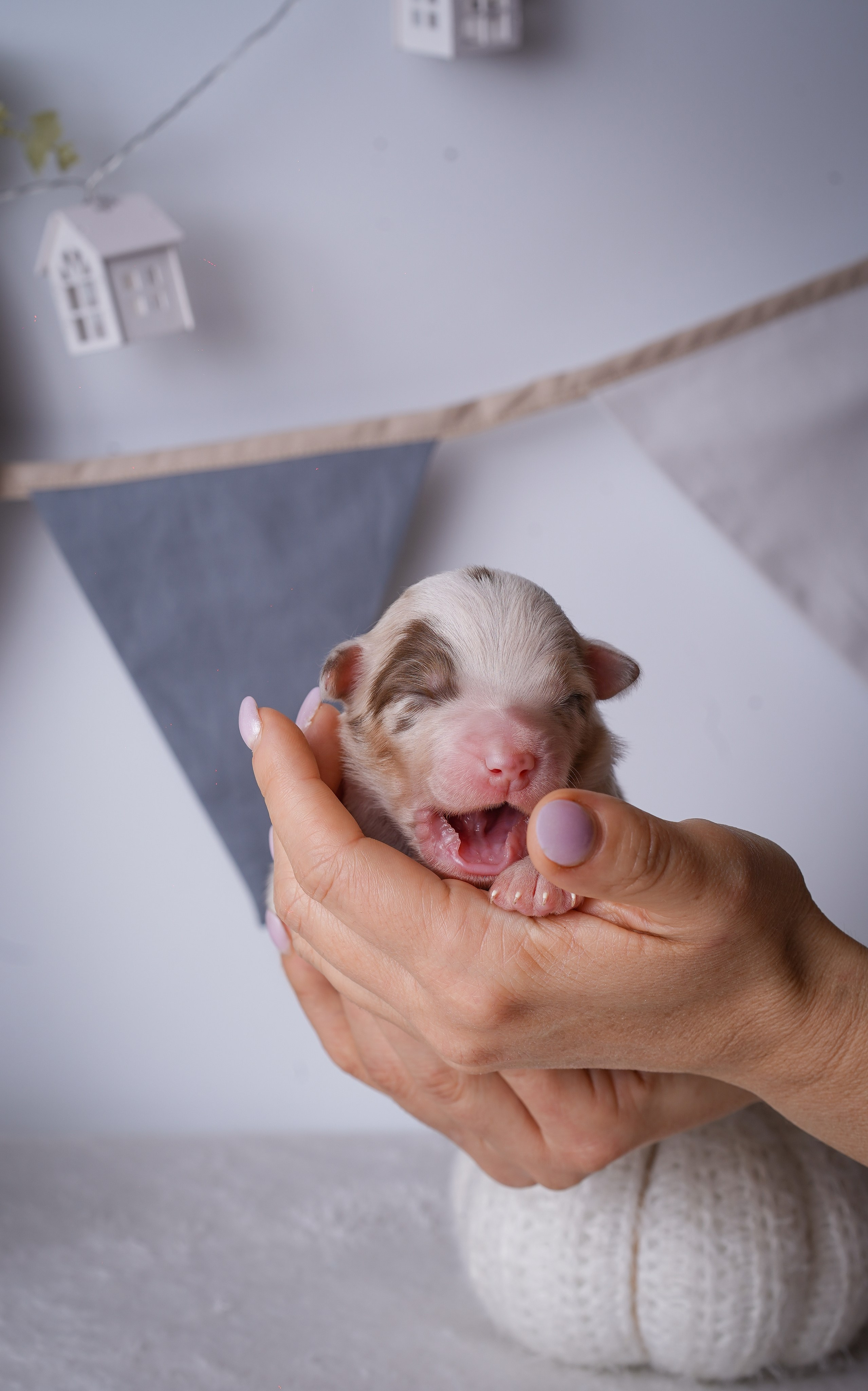 Щенули аусси. Фотограф-анималист в Санкт-Петербурге Яна Мартынова