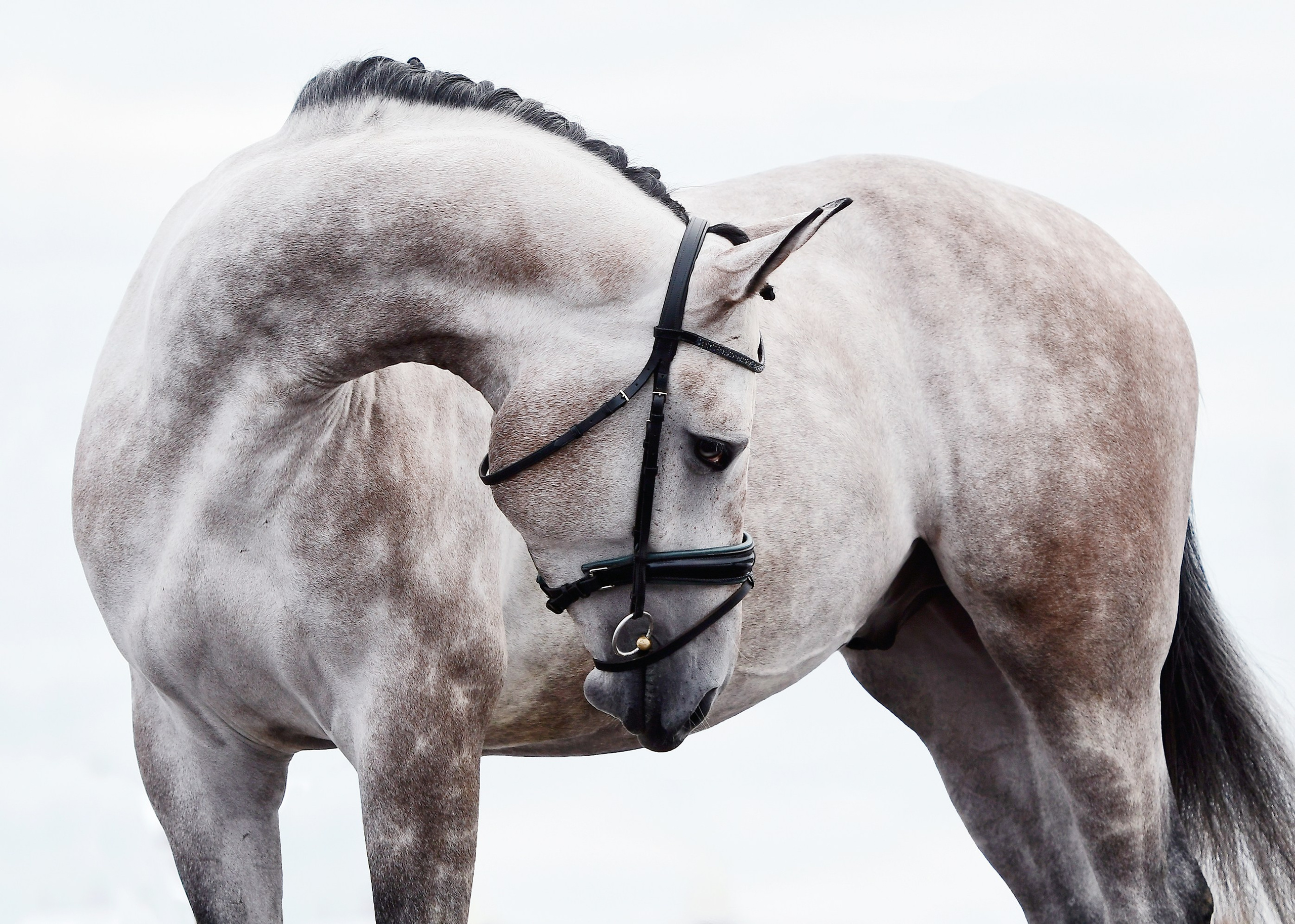 Портреты. Конный фотограф Alesya Safe