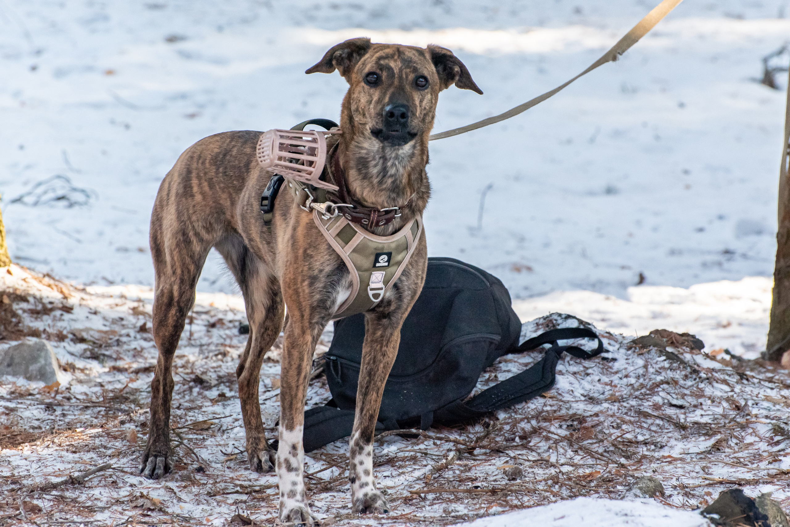 Фотосъёмка с собаками в Кинологическом лагере. Фотограф Макс Огурцов в Нижнем Новгороде