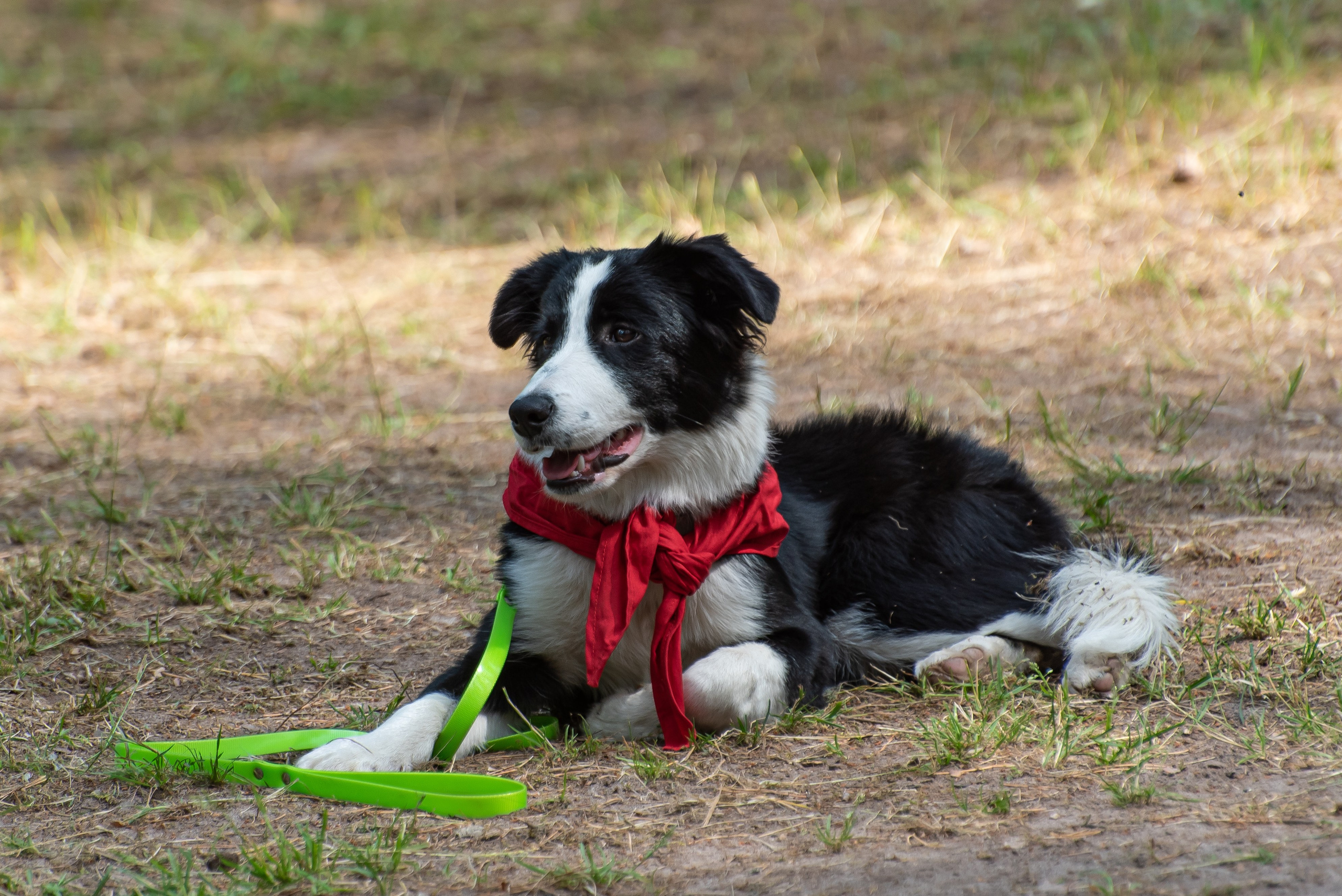 Хвостатые каникулы Детский кинологический лагерь. Фотограф Макс Огурцов в Нижнем Новгороде