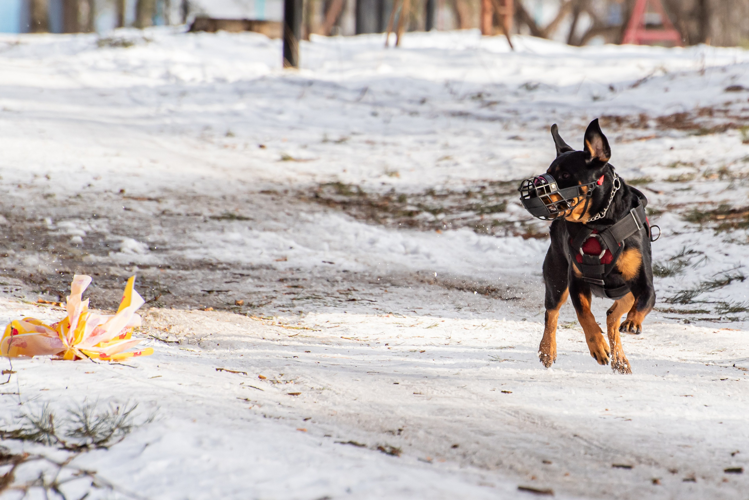 Фотосъёмка с собаками в Кинологическом лагере. Фотограф Макс Огурцов в Нижнем Новгороде