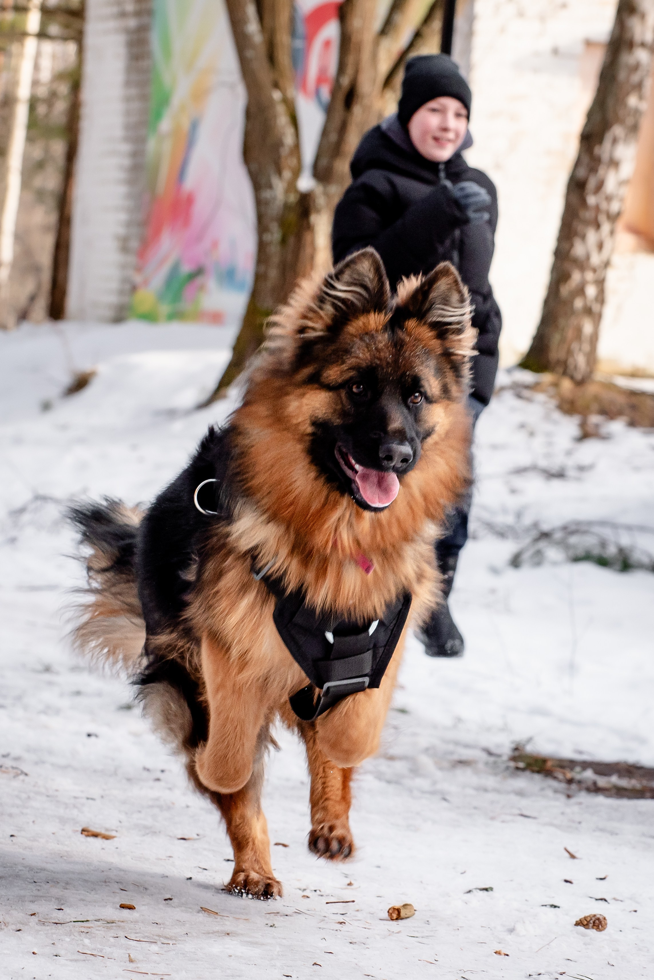 Фотосъёмка с собаками в Кинологическом лагере. Фотограф Макс Огурцов в Нижнем Новгороде