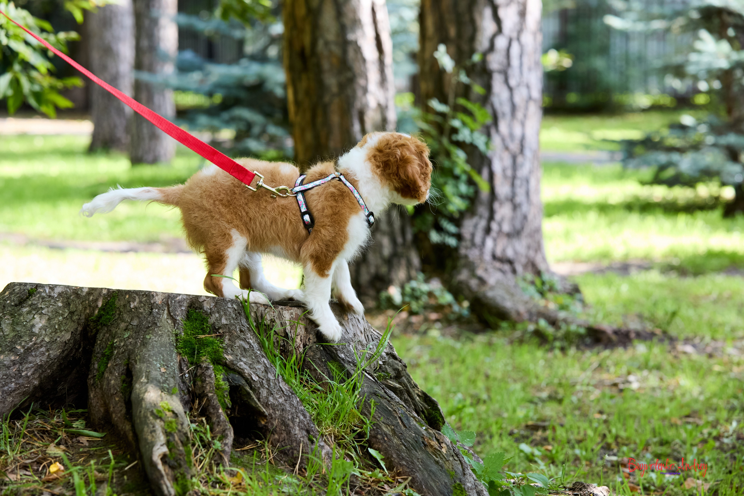 Фотопрогулка с кавалерами. Buyvolenko Andrey