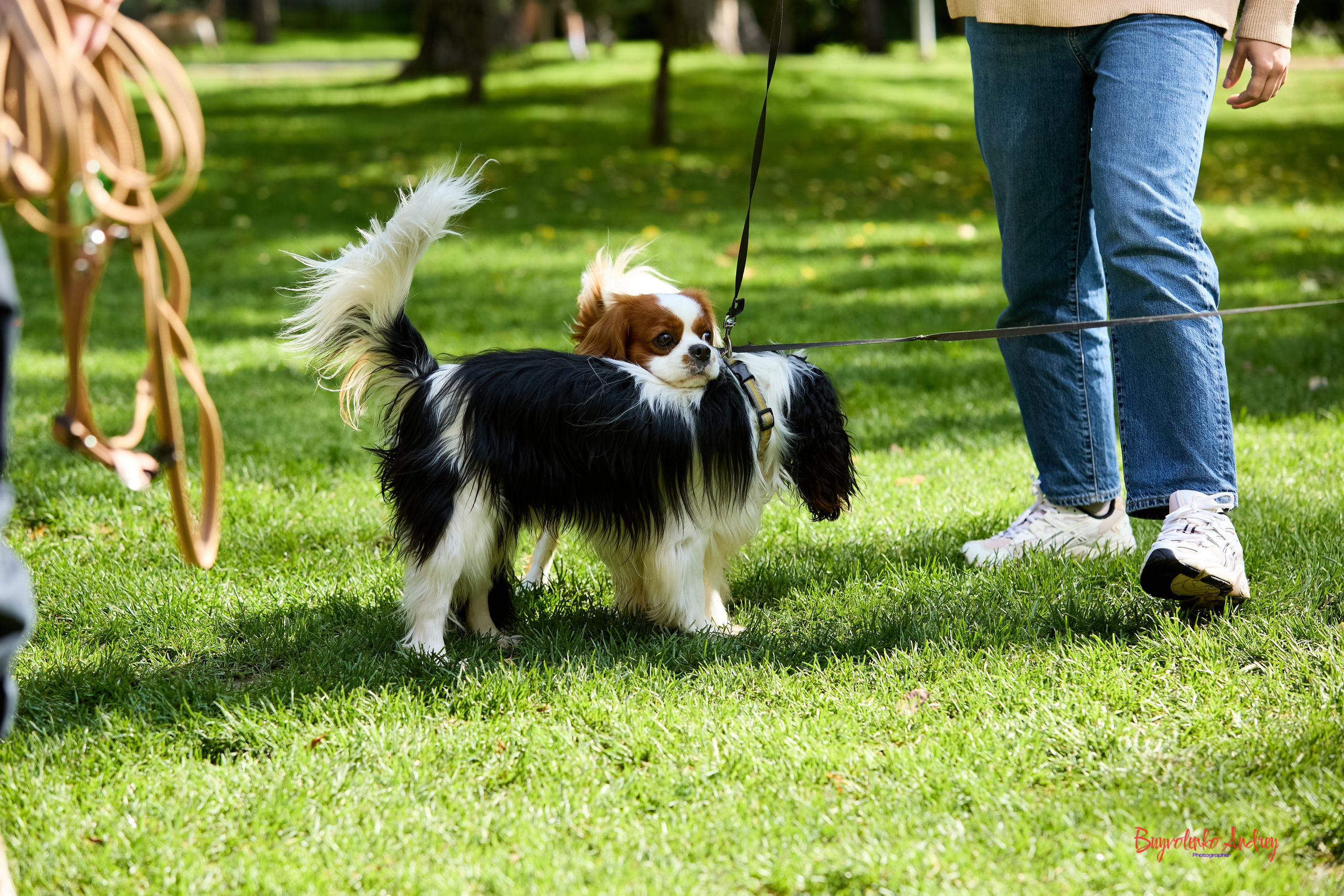 Фотопрогулка с кавалерами. Buyvolenko Andrey
