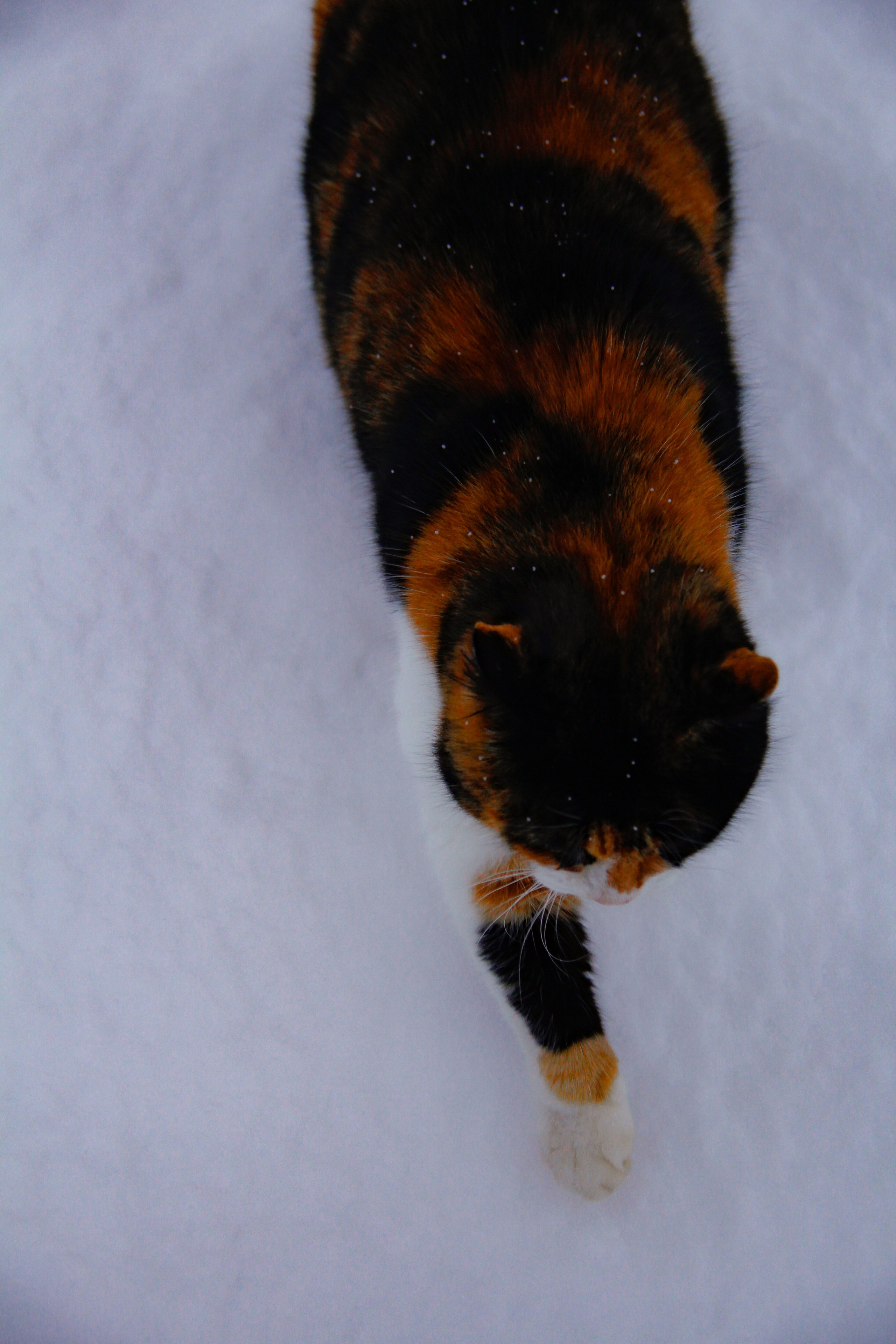 Зимние ветры дуют с озера. Натали. Janie valde |photographer & visual artist