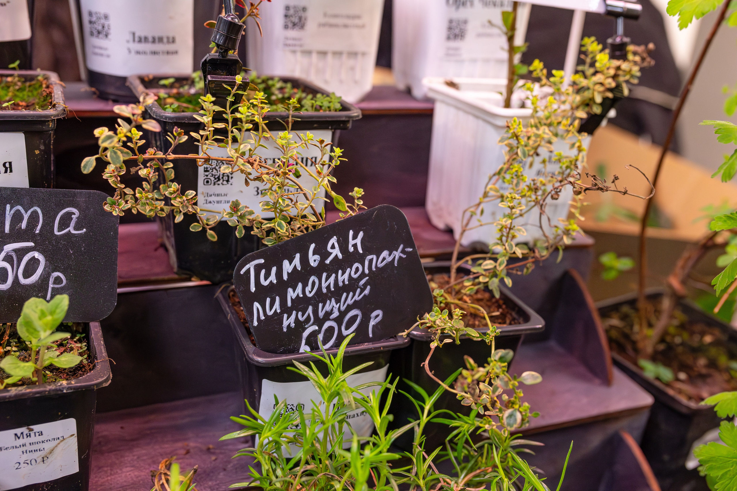 Монстериум апрель 2026. Александра Куликова фотограф, Москва