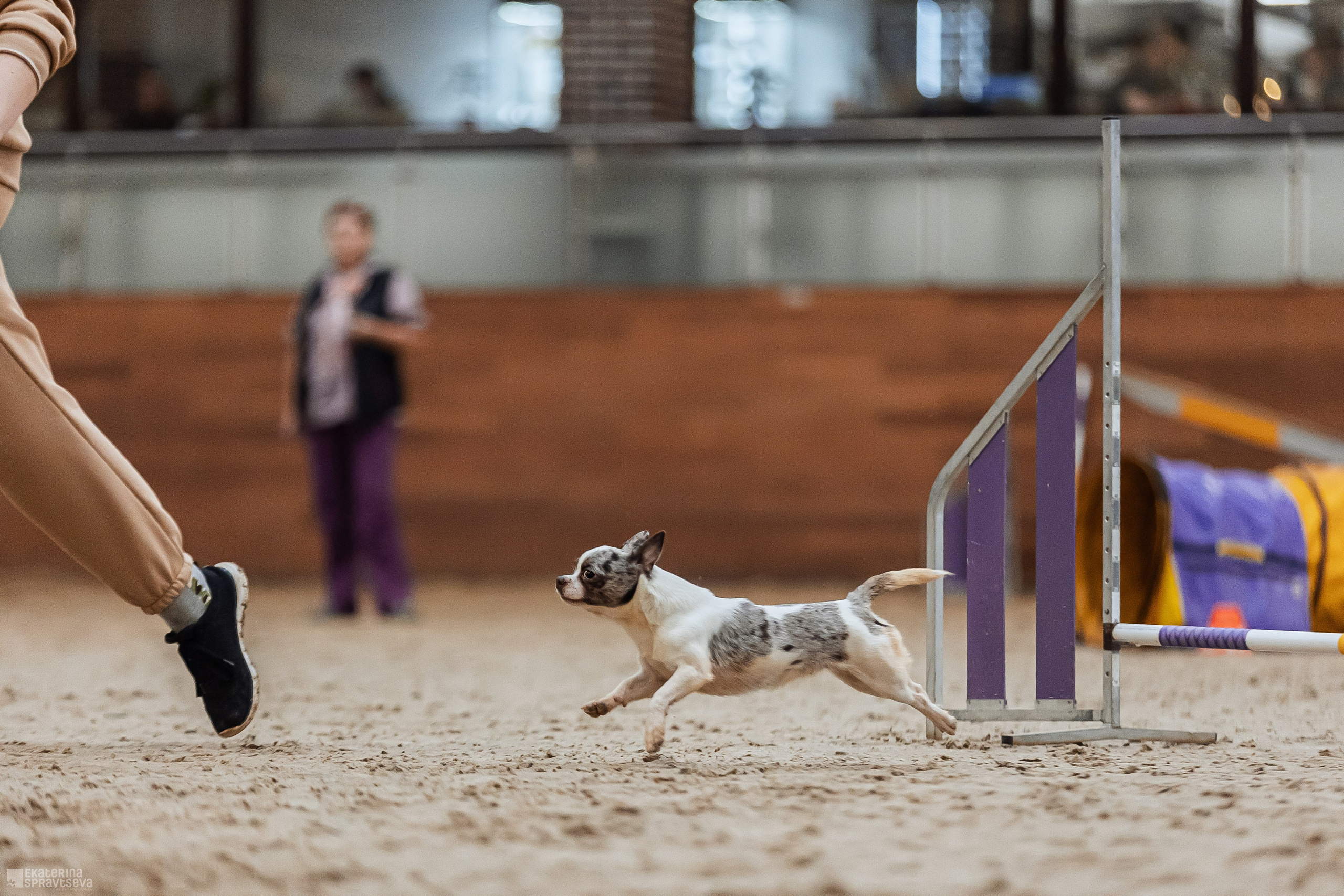ЧРКФ Аджилити в Максима. Фотограф Анималист Екатерина Справцева в Нижнем Новгороде