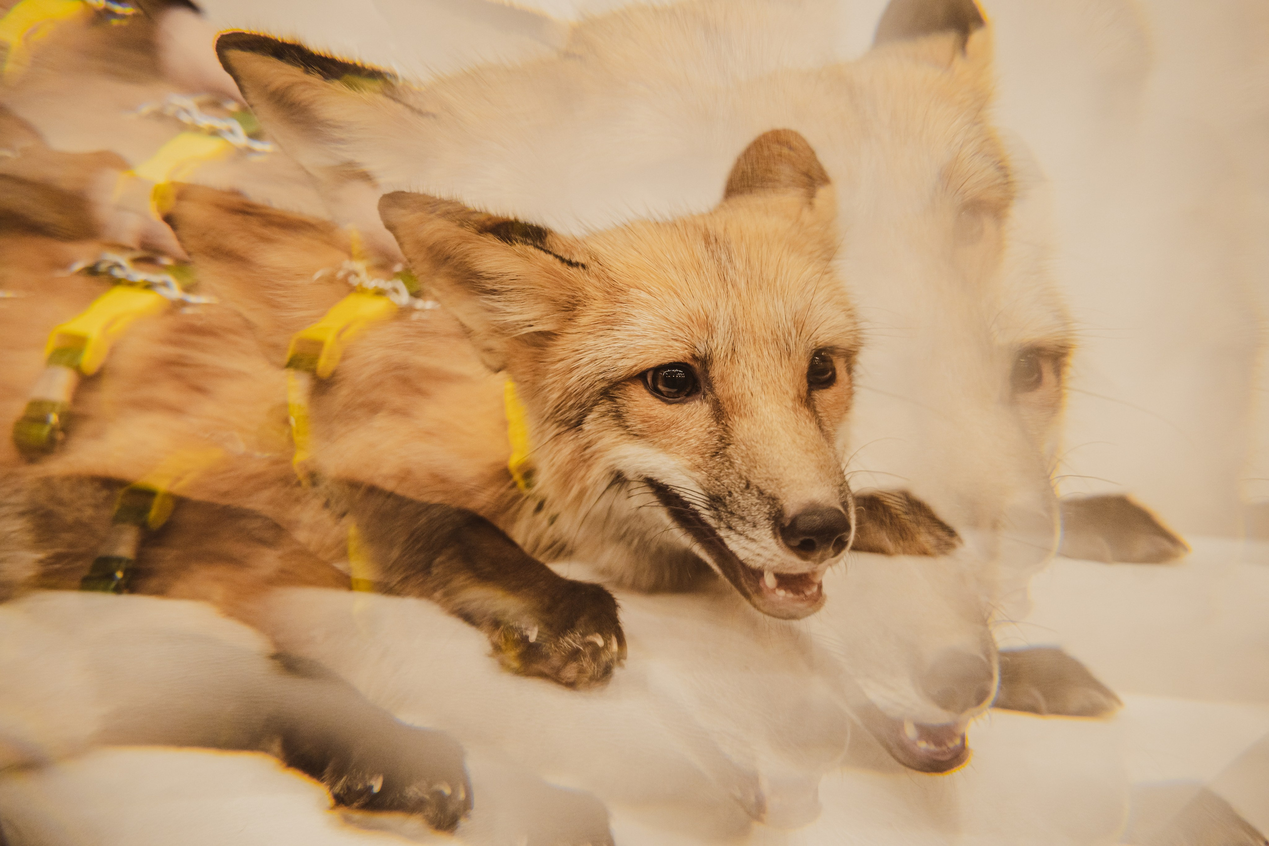 Fox Family fest. Репортажный фотограф Анастасия Рубцова