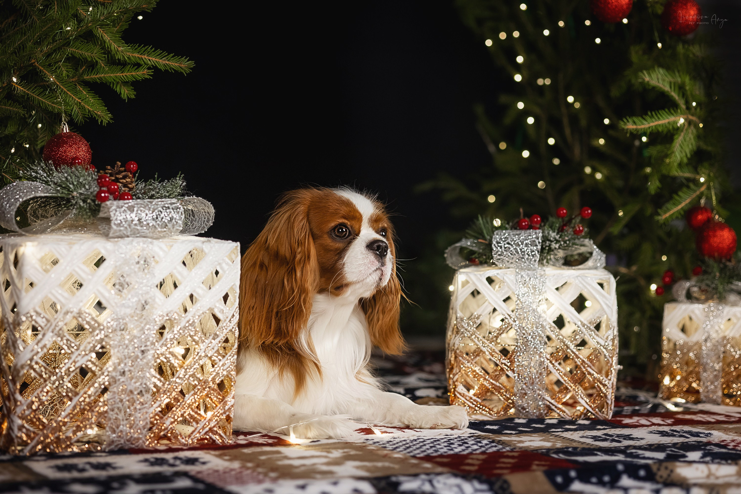 Фотодень_2 2025. Фотограф анималист Аня Ливанова | Рыбинск