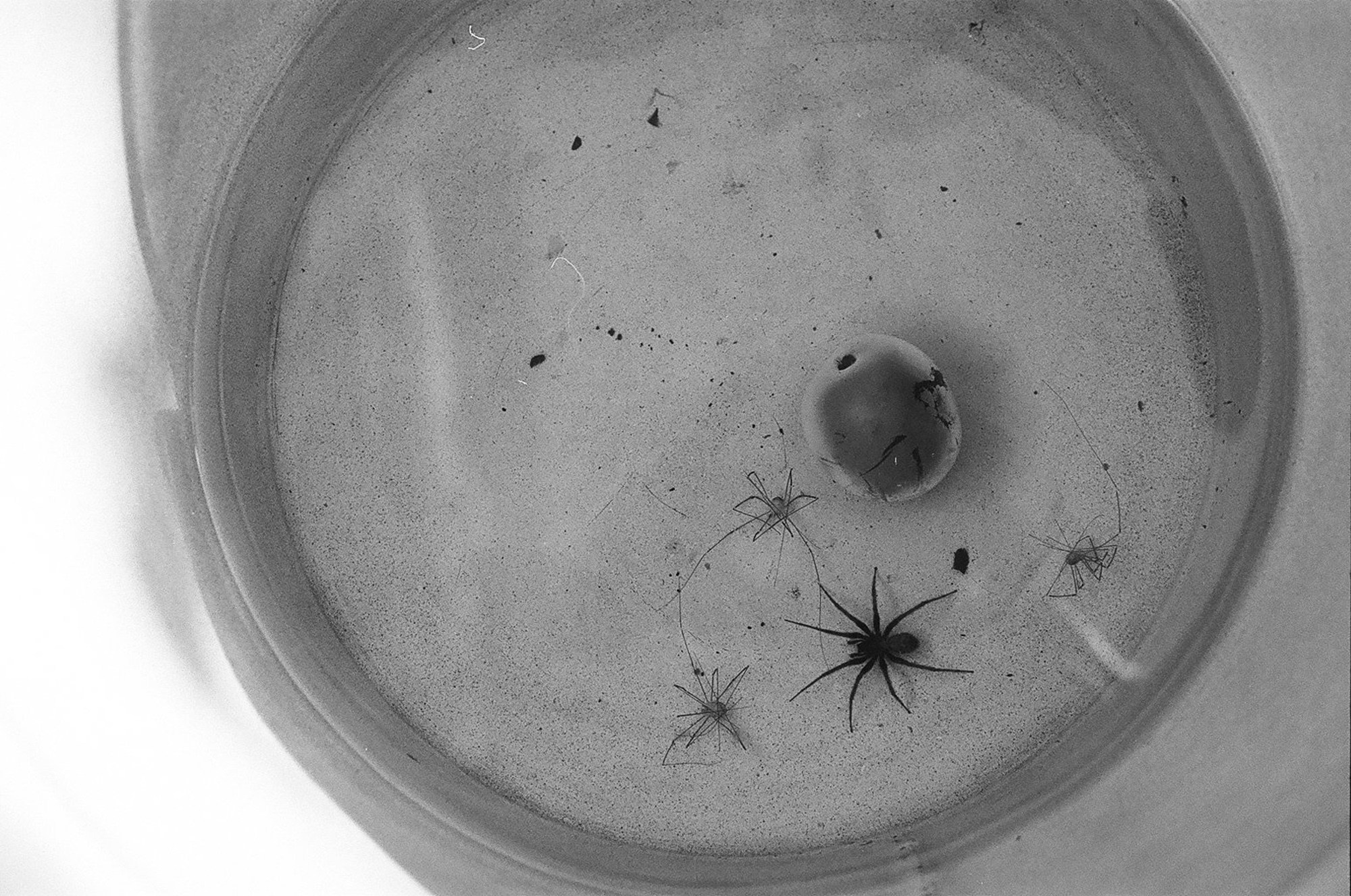 Art Series. Елена Цихон художник фотографии и мастер фото-ДНК