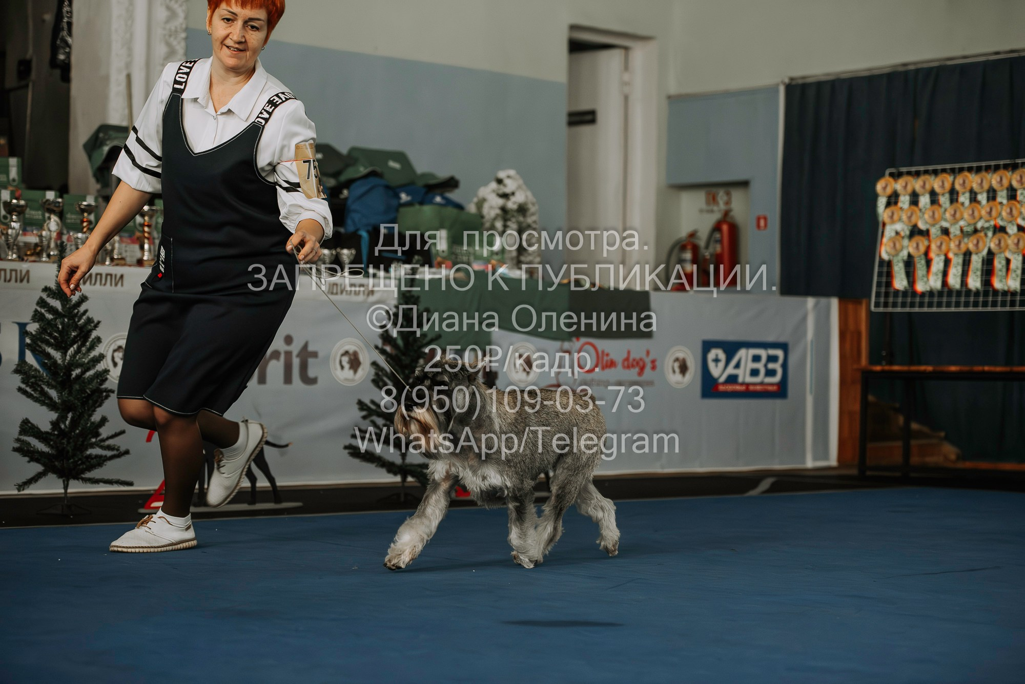Выставка собак Красноярск 29.10.2023. Фотограф Диана Оленина Красноярск / Братск
