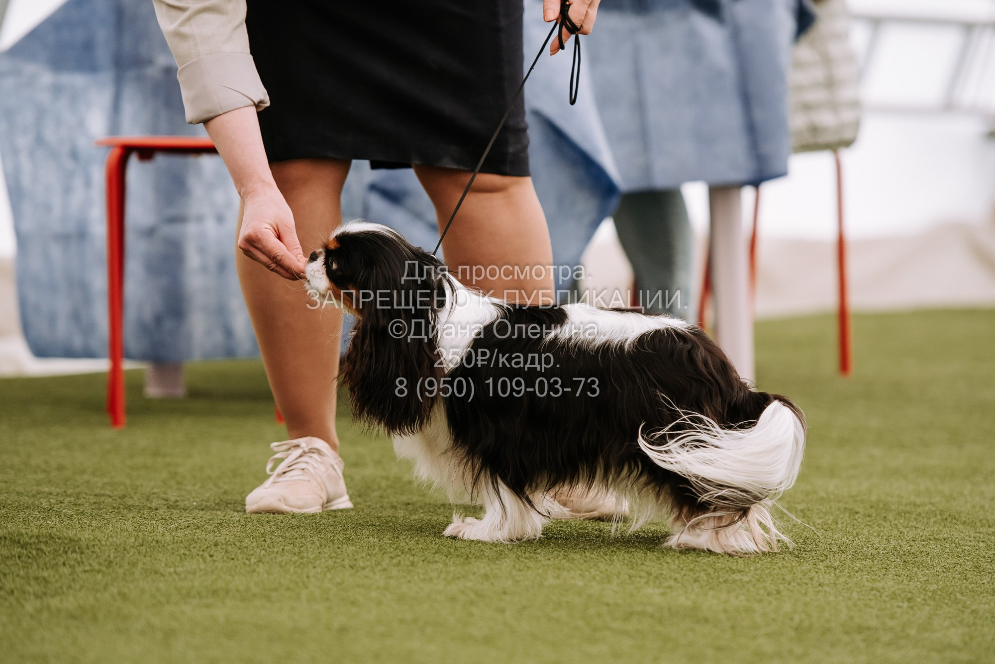 Выставка собак Красноярск 2.06. Фотограф Диана Оленина Красноярск / Братск