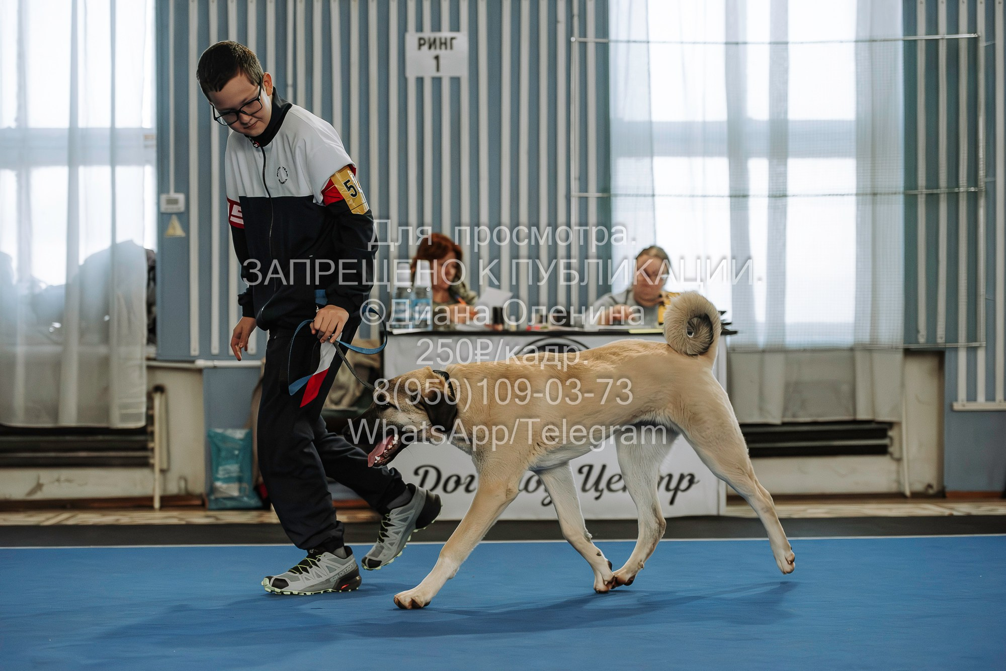 Выставка собак Красноярск 29.10.2023. Фотограф Диана Оленина Красноярск / Братск