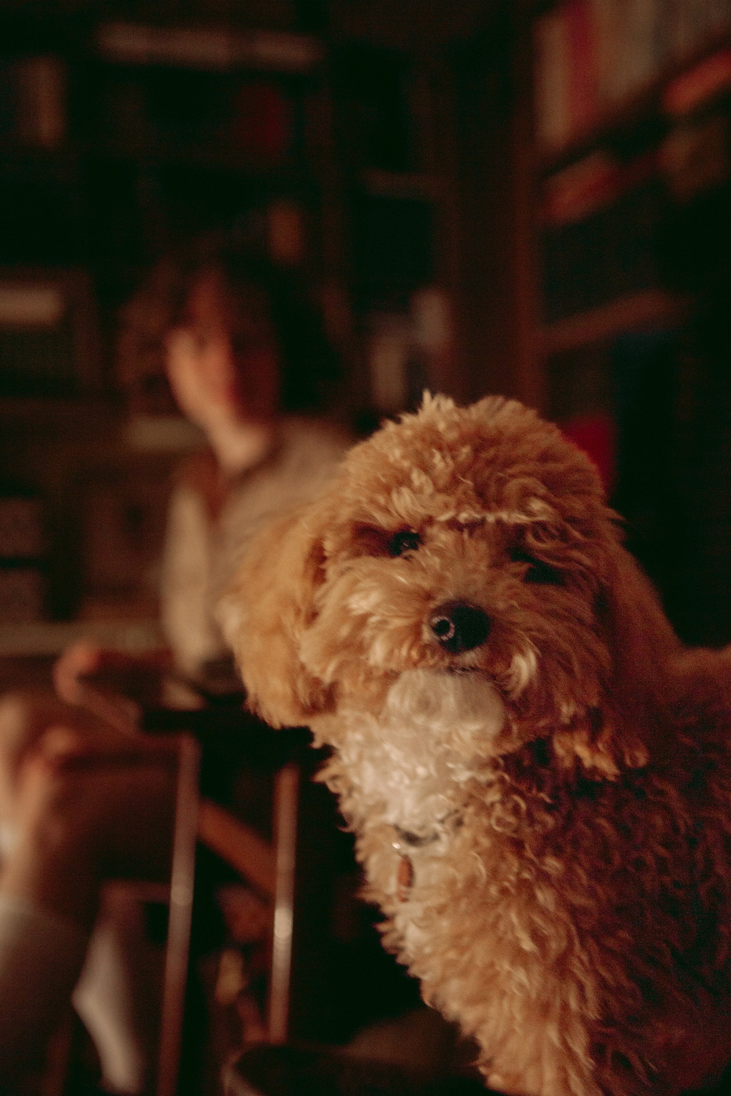 A cinematic daydream in the spirit of Wes Anderson’s style. Portrait, family and pet photographer in Cyprus, Ksenia Bourdelle