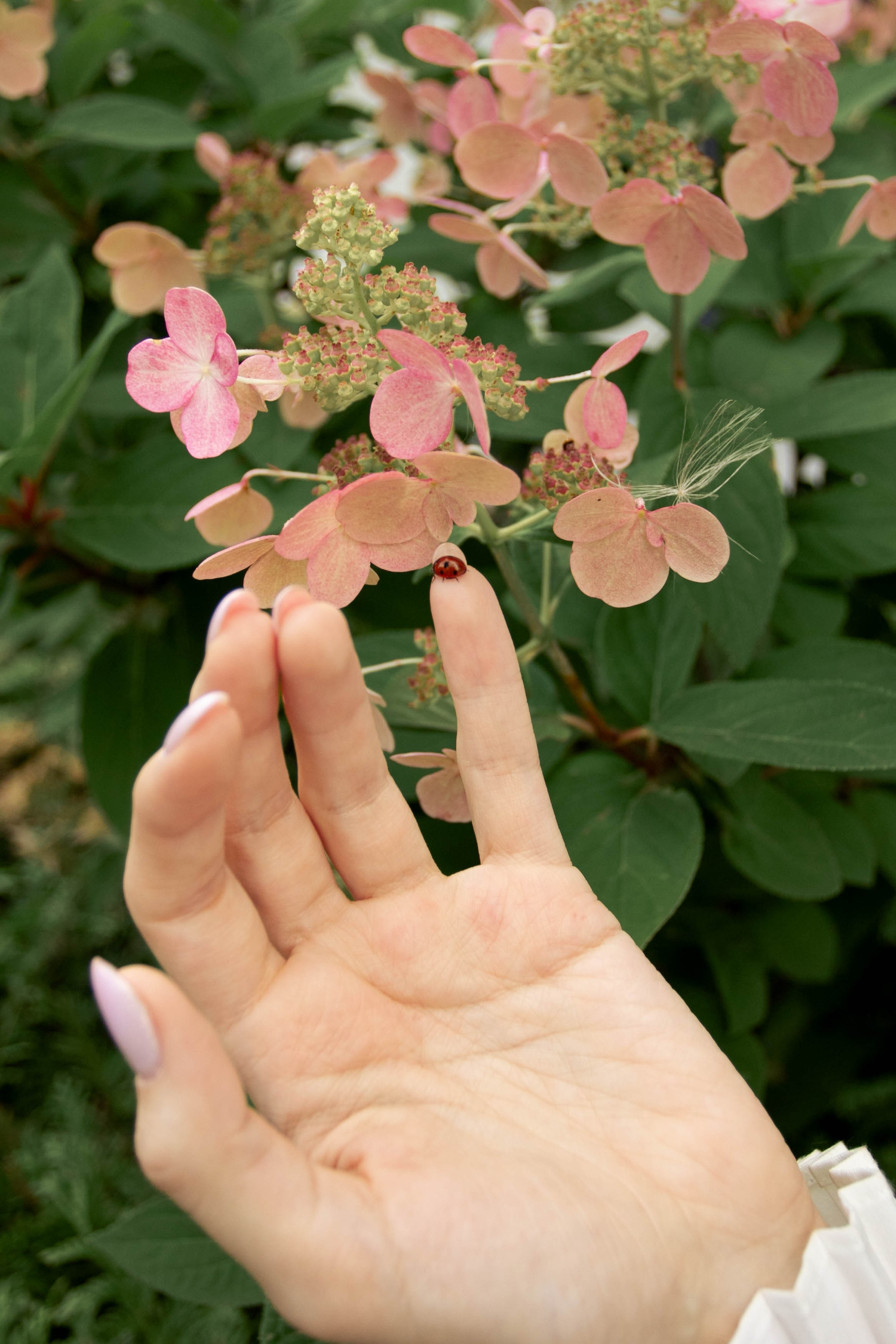 Emerald. Фотограф Ася Верницкая