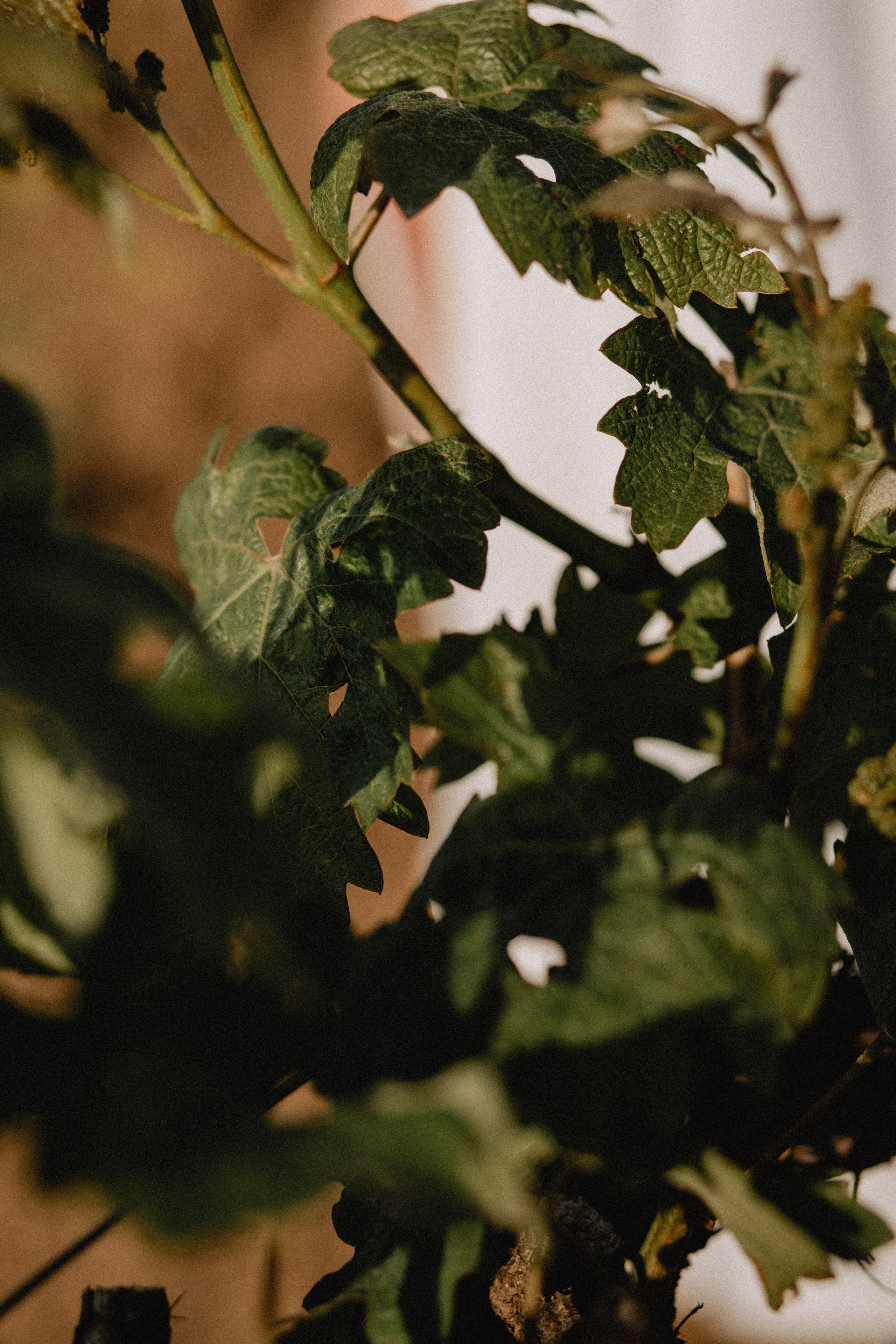 Виноградники и море. Фотограф в Краснодаре и Краснодарском Крае