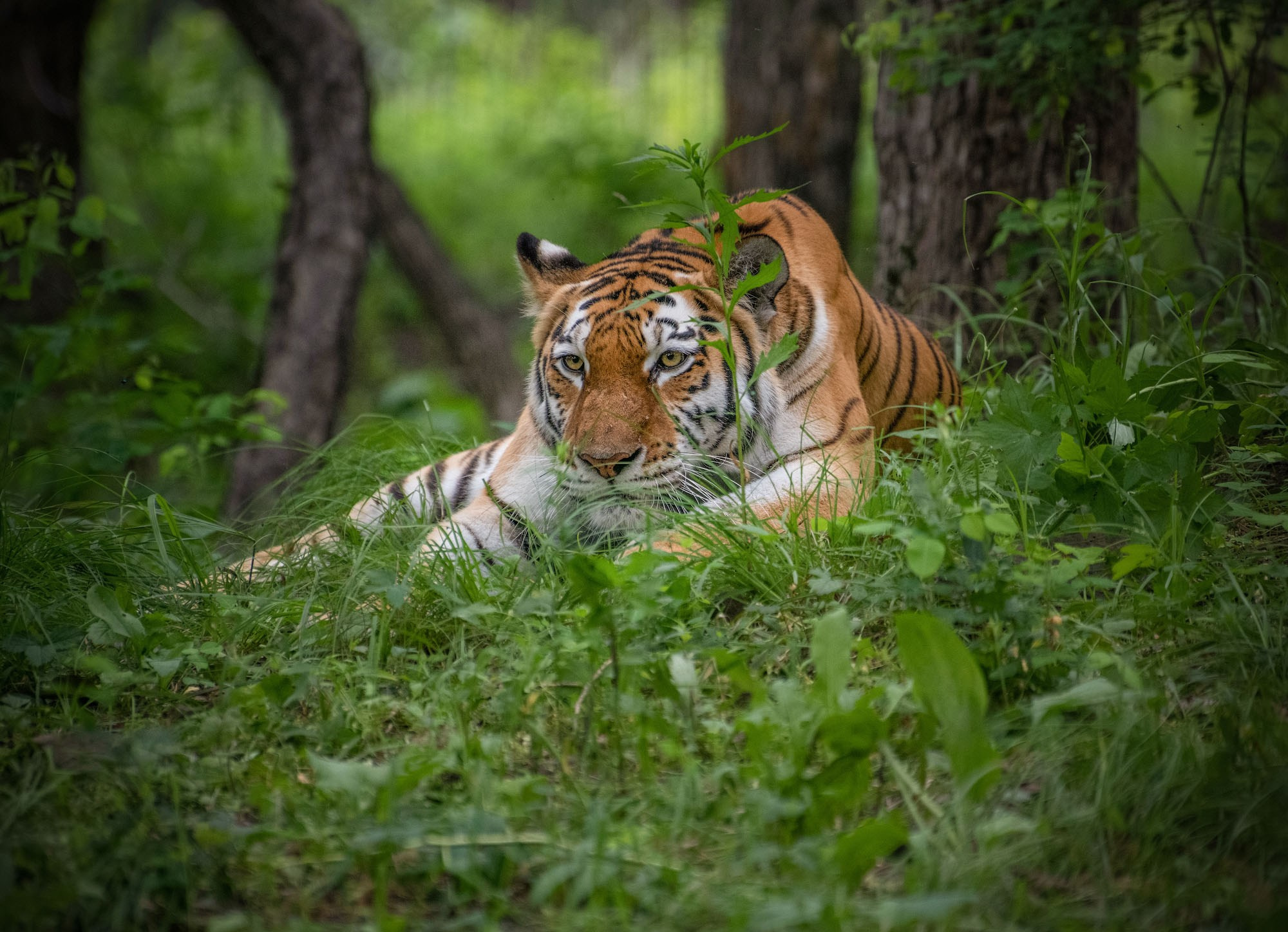 Фотографии животный мир России