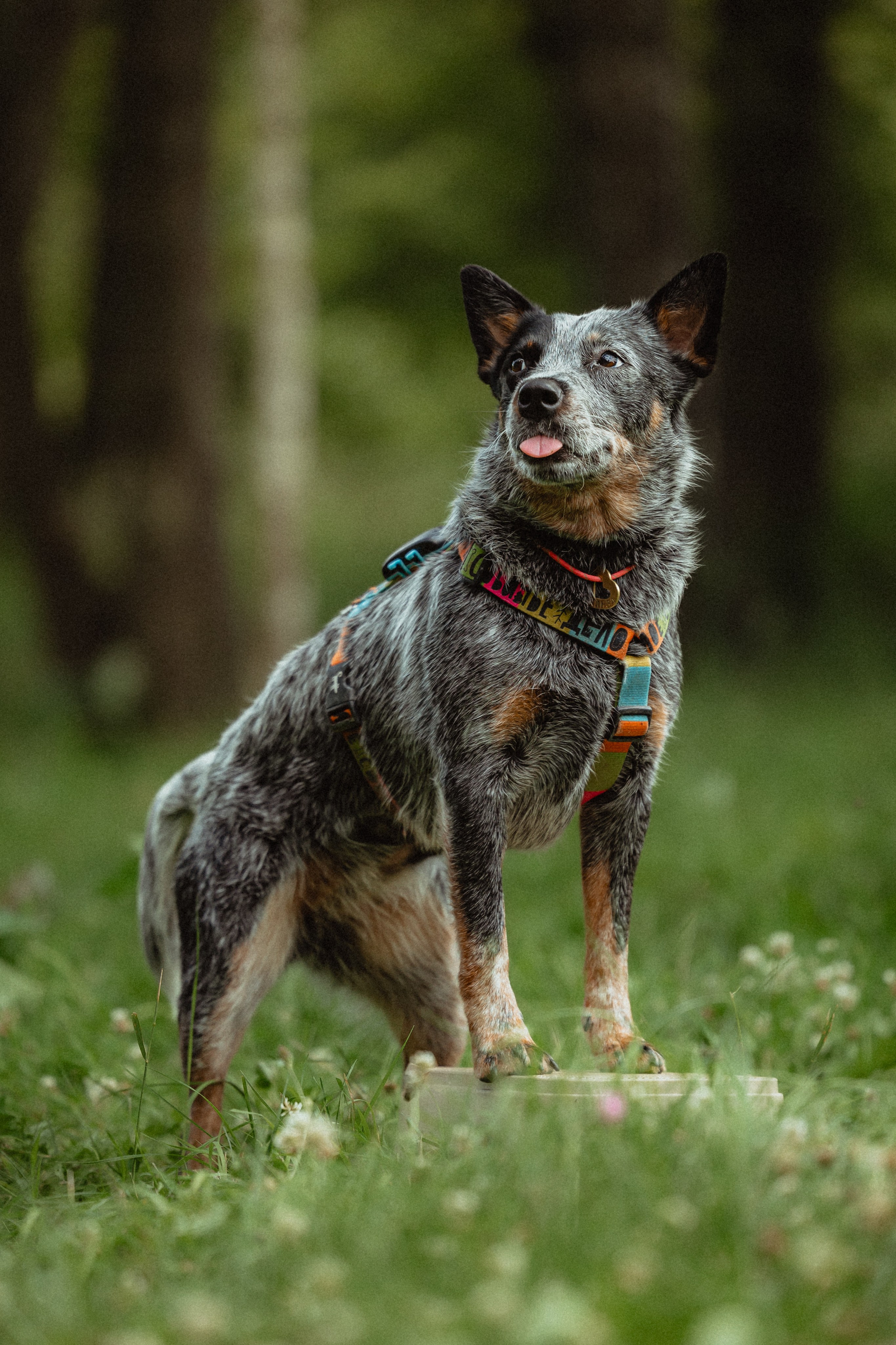 Выездной дог-тренинг от школы «Шерсть имею»