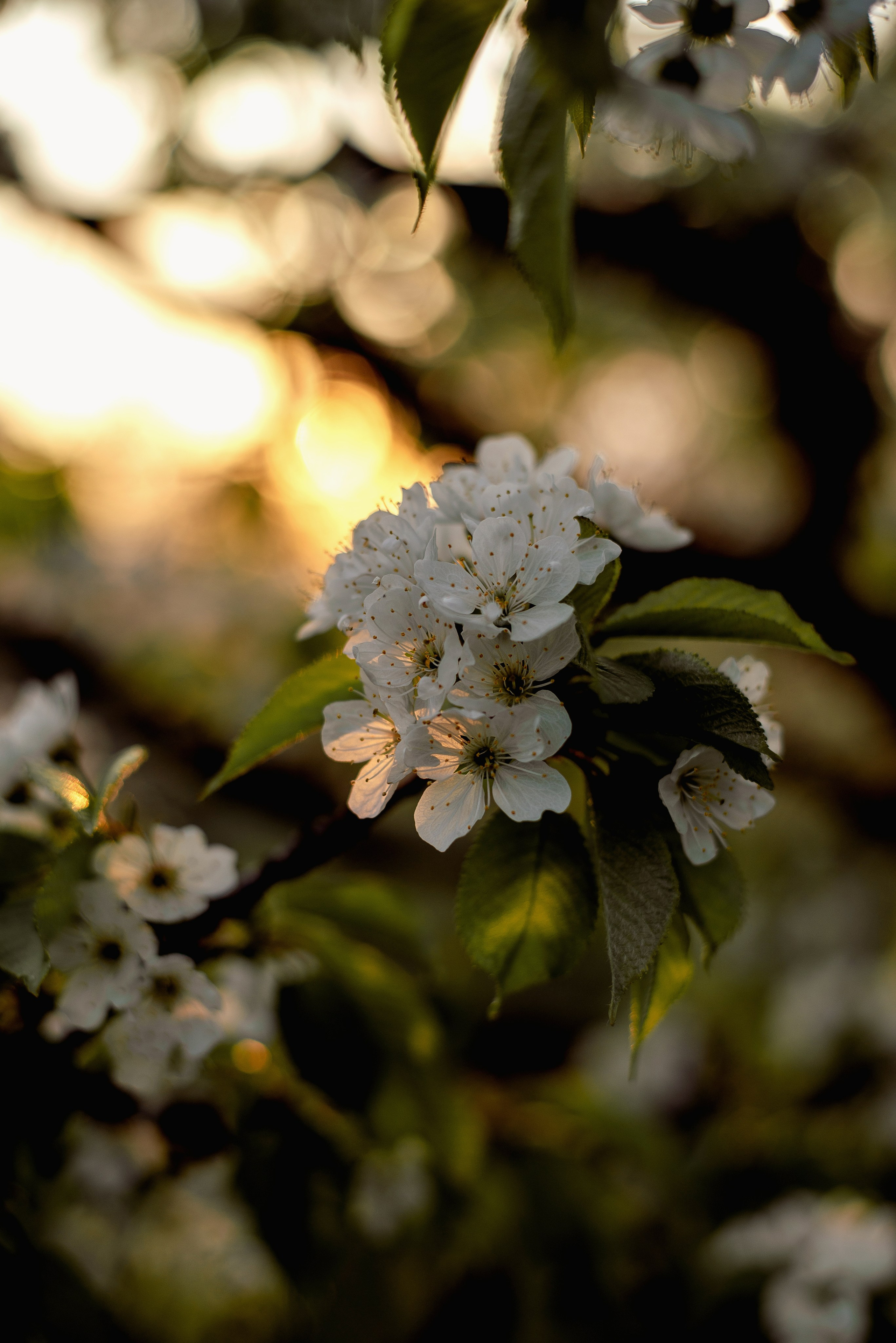 Екатерина. Семейный фотограф в Новочеркасске Виктория Громова