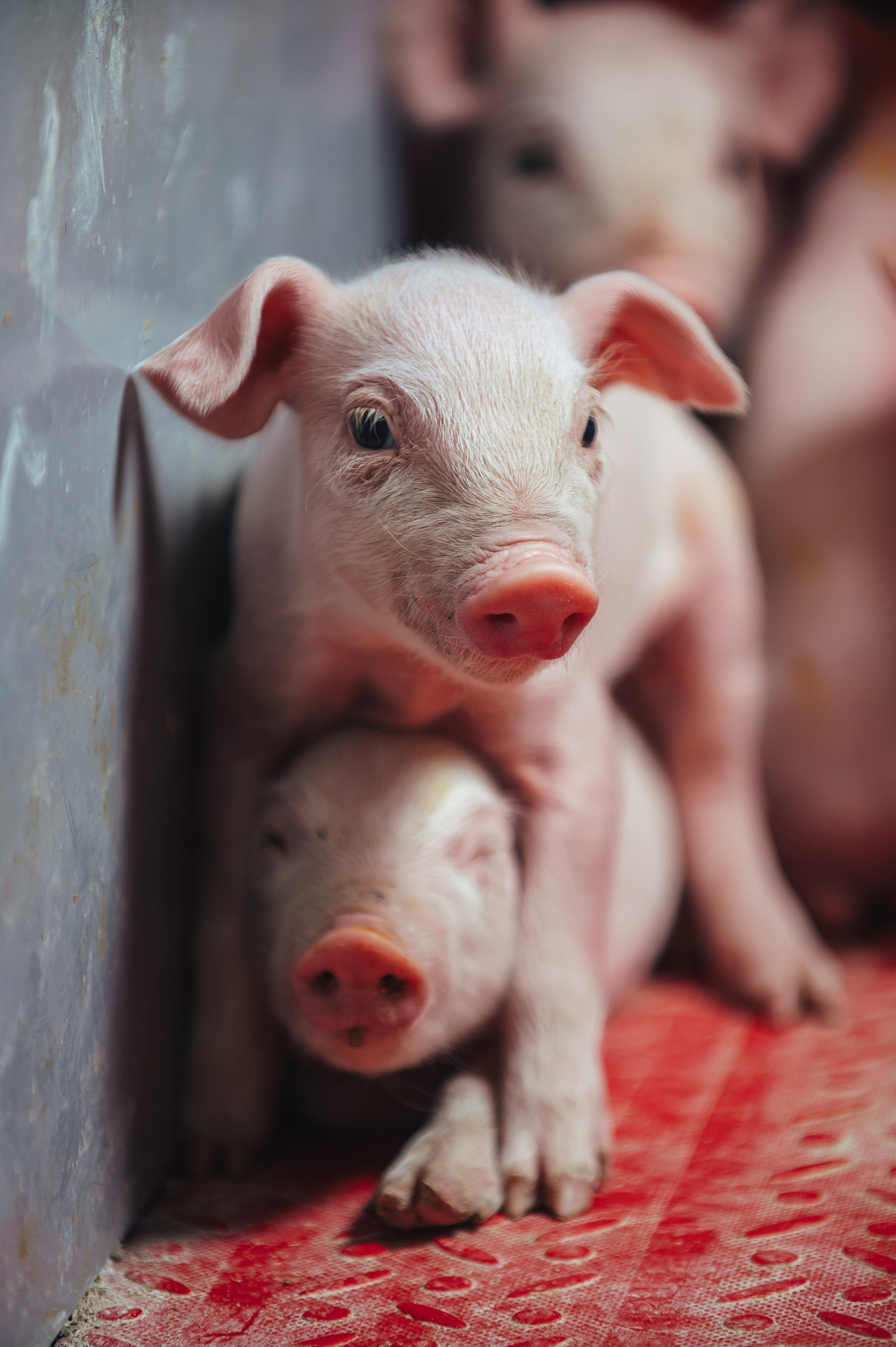 Свинокомплекс «СИБАГРО». Свадебная и концептуальная фотография в городе Улан-Удэ