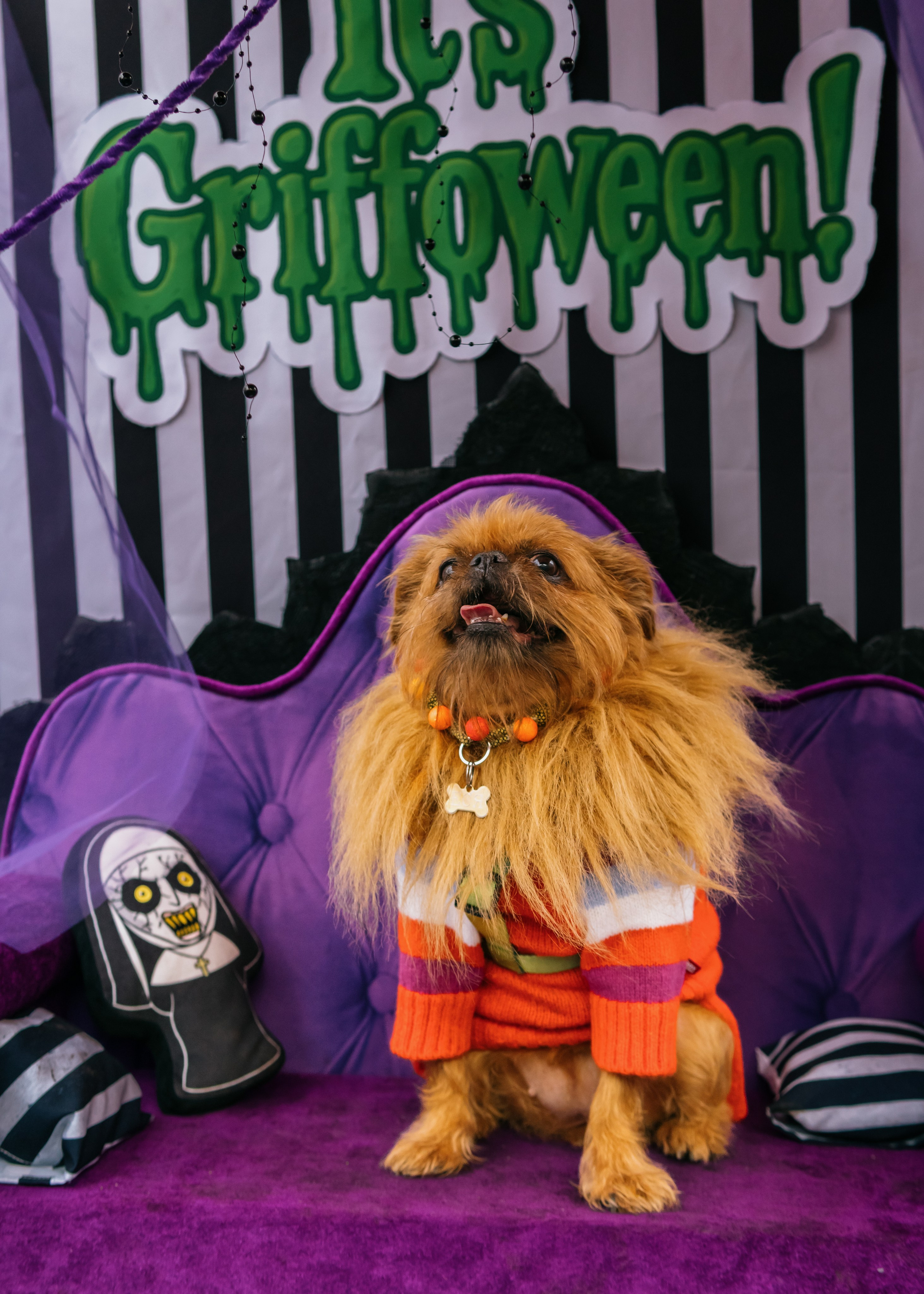 Тематическая встреча породников «Griffween». Фотограф-анималист Ксения Воробьева, Москва