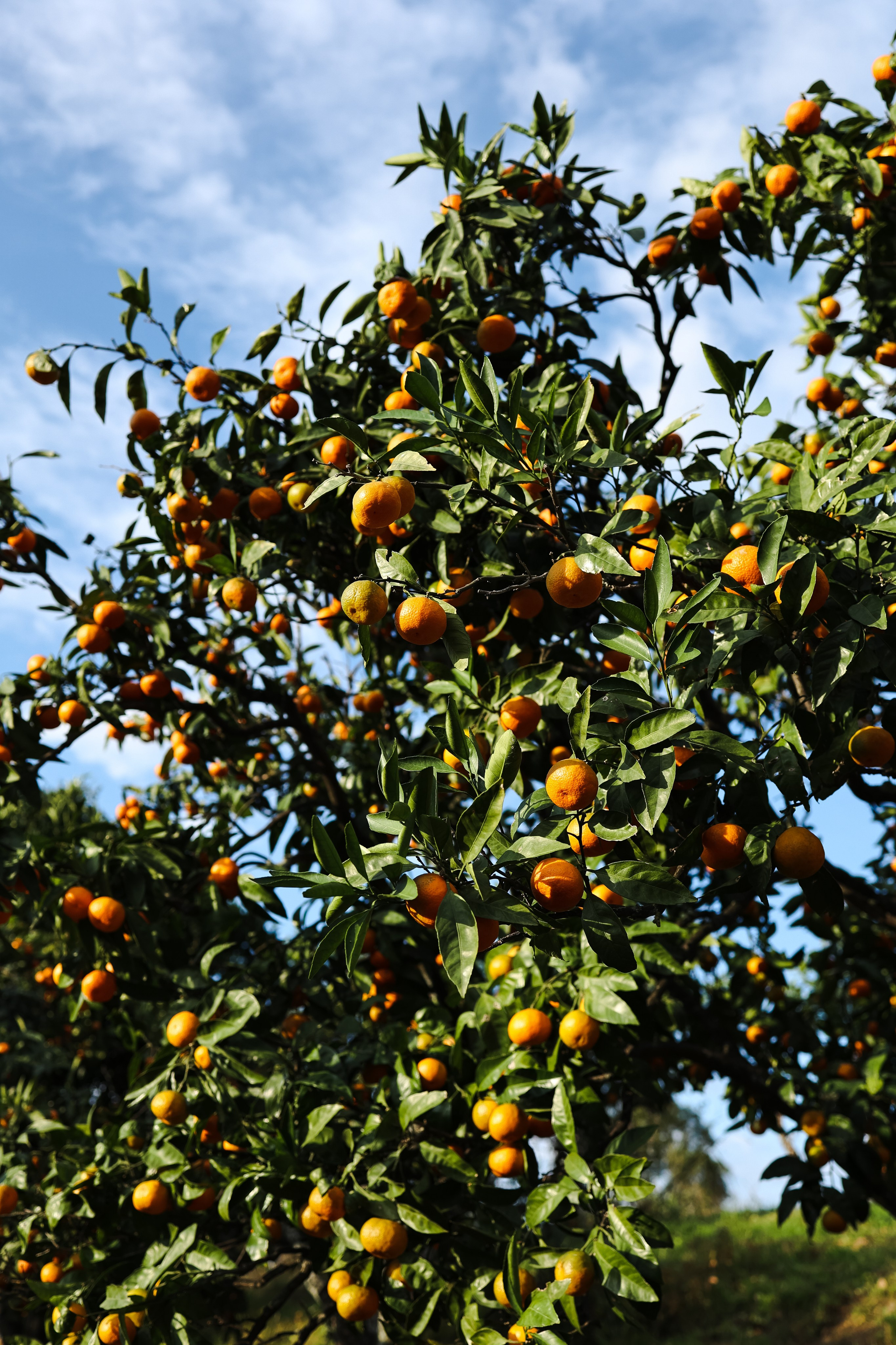 Сочи в декабре. Портретный фотограф в Санкт-Петербурге