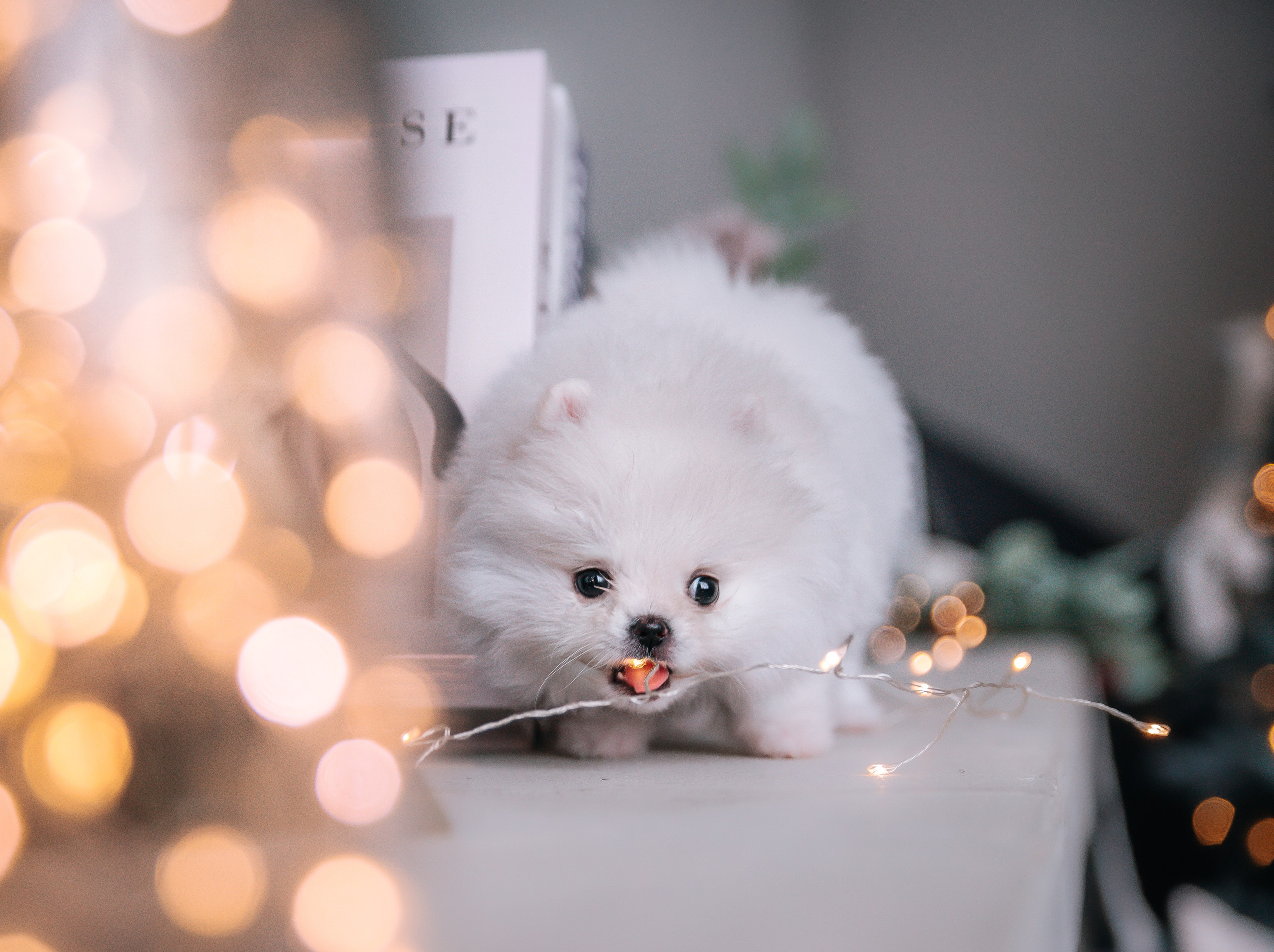 Шпицы щенки студия. Главная