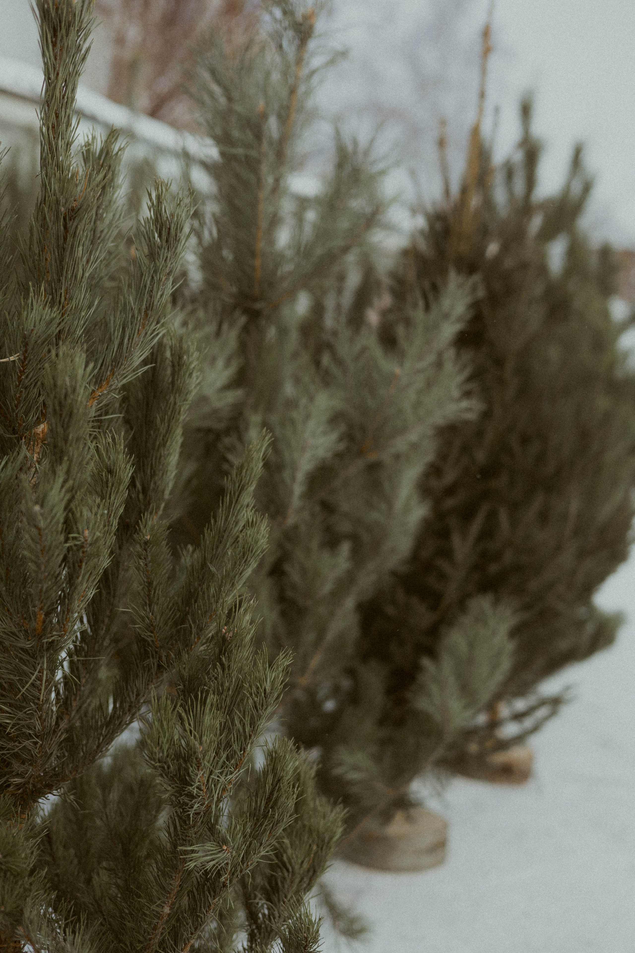 Фотопроект «Новогоднее настроение». Семейный фотограф в Ижевске Даша Денисова