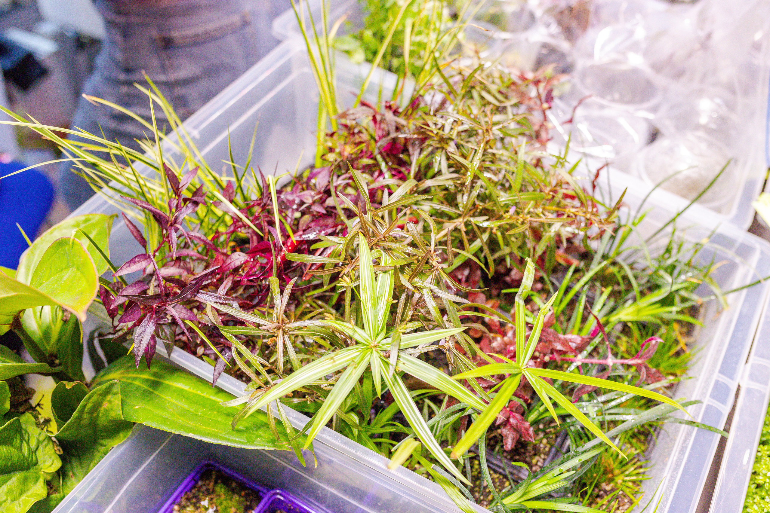 Орхидиум сентябрь 2025. Александра Куликова фотограф, Москва